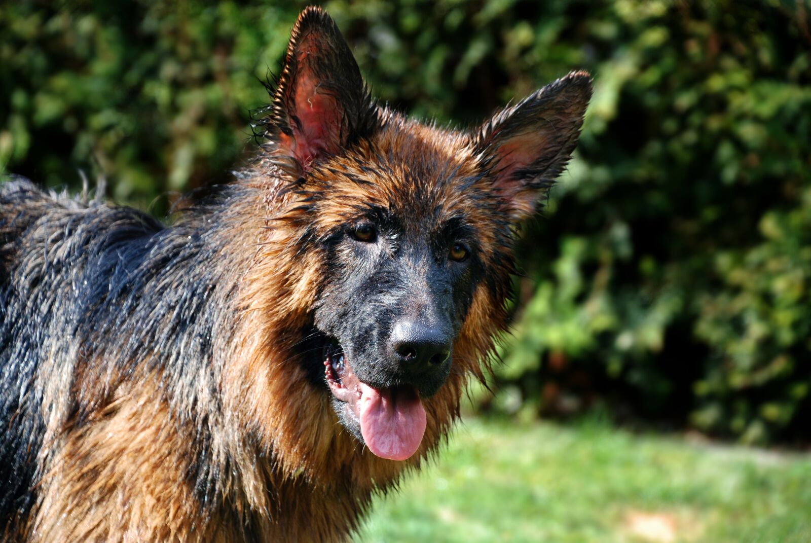 Nikon D80 sample photo. Sch fer dog, dog photography