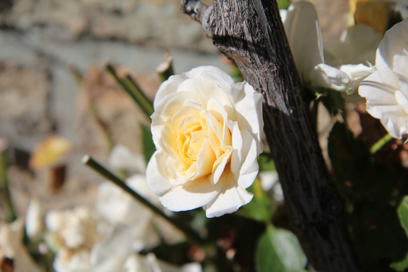 Canon EOS 600D (Rebel EOS T3i / EOS Kiss X5) sample photo. Rosebush, white rose, climbing photography