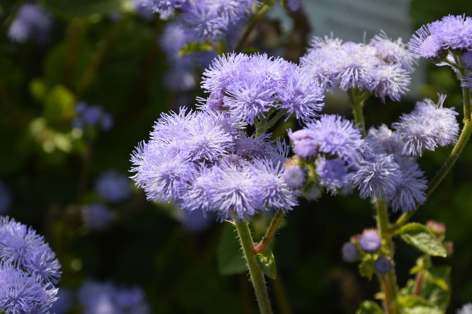 Nikon D3200 sample photo. Plant, blossom, bloom photography