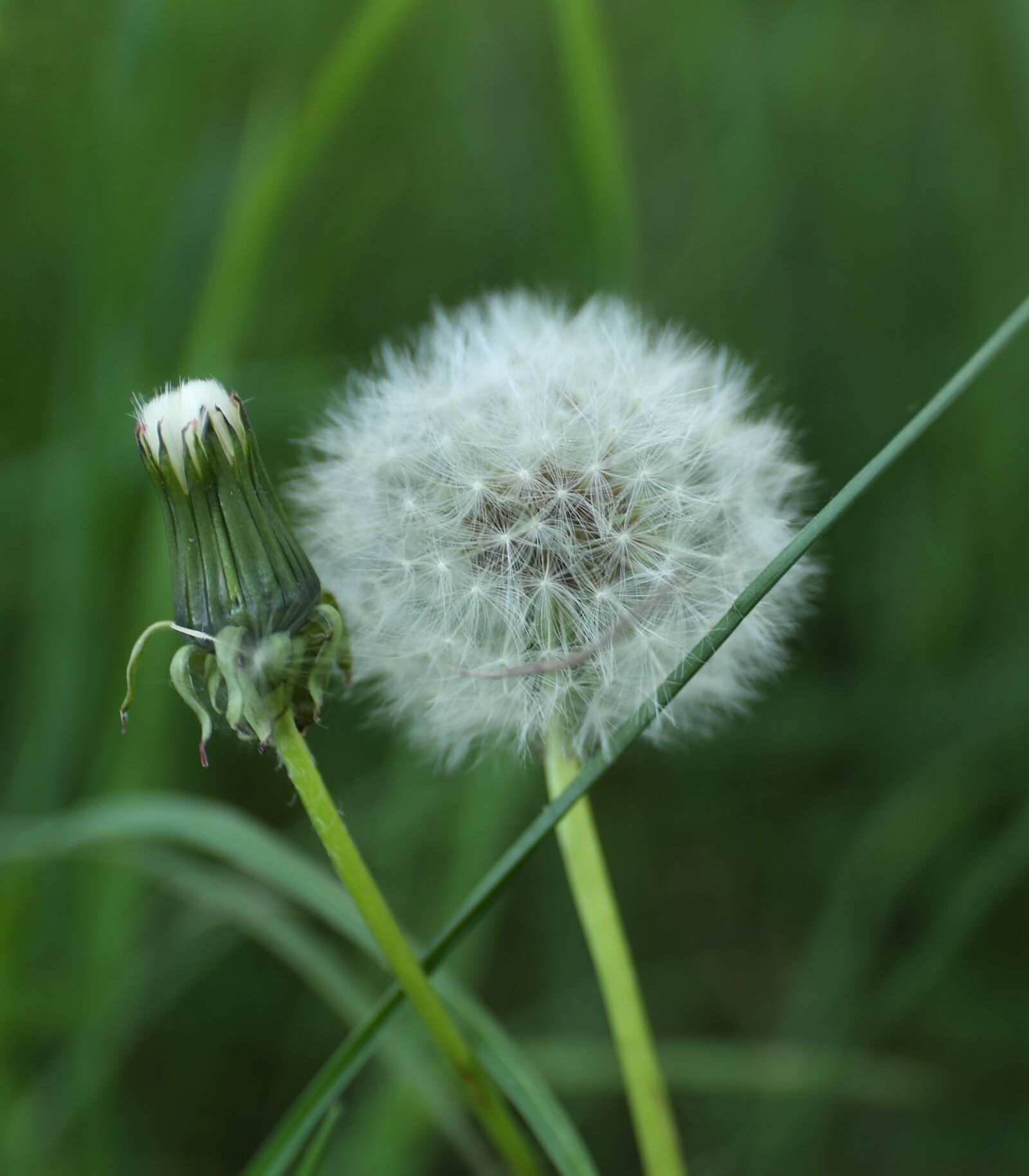 Canon EF 24-70mm F4L IS USM sample photo. Dandelion, weeds, plant photography