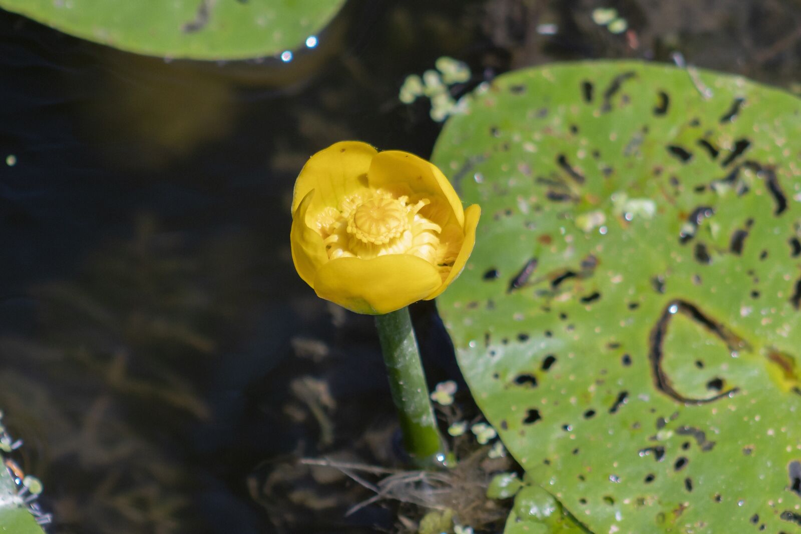 Canon EF75-300mm f/4-5.6 sample photo. Nuphar, villosa iris, bloom photography