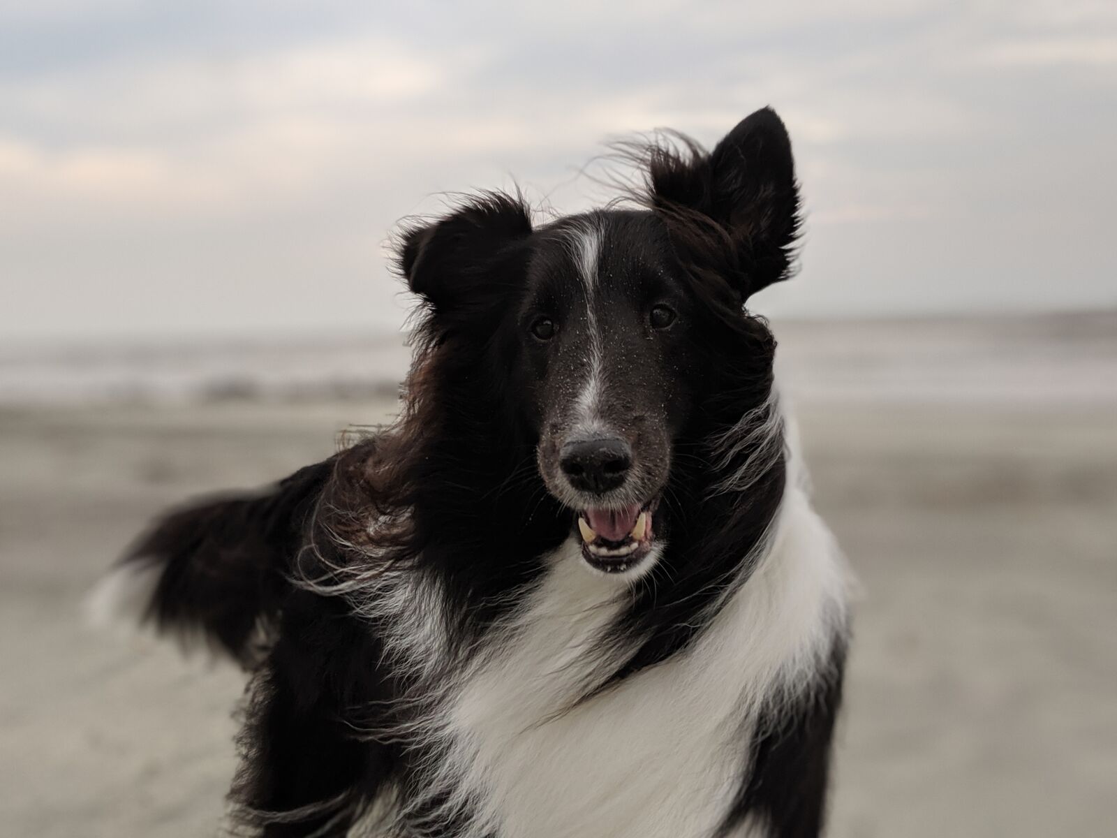 Google Pixel 3 sample photo. Happy, beach, dog photography