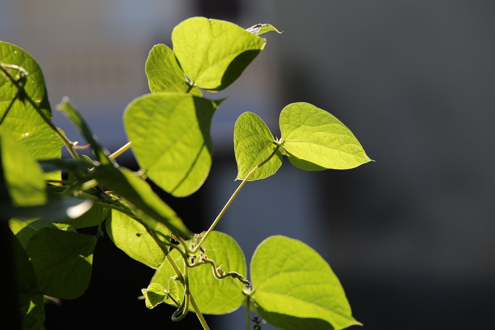 Tamron 70-210mm F4 Di VC USD sample photo. Bean plant, green leaves photography
