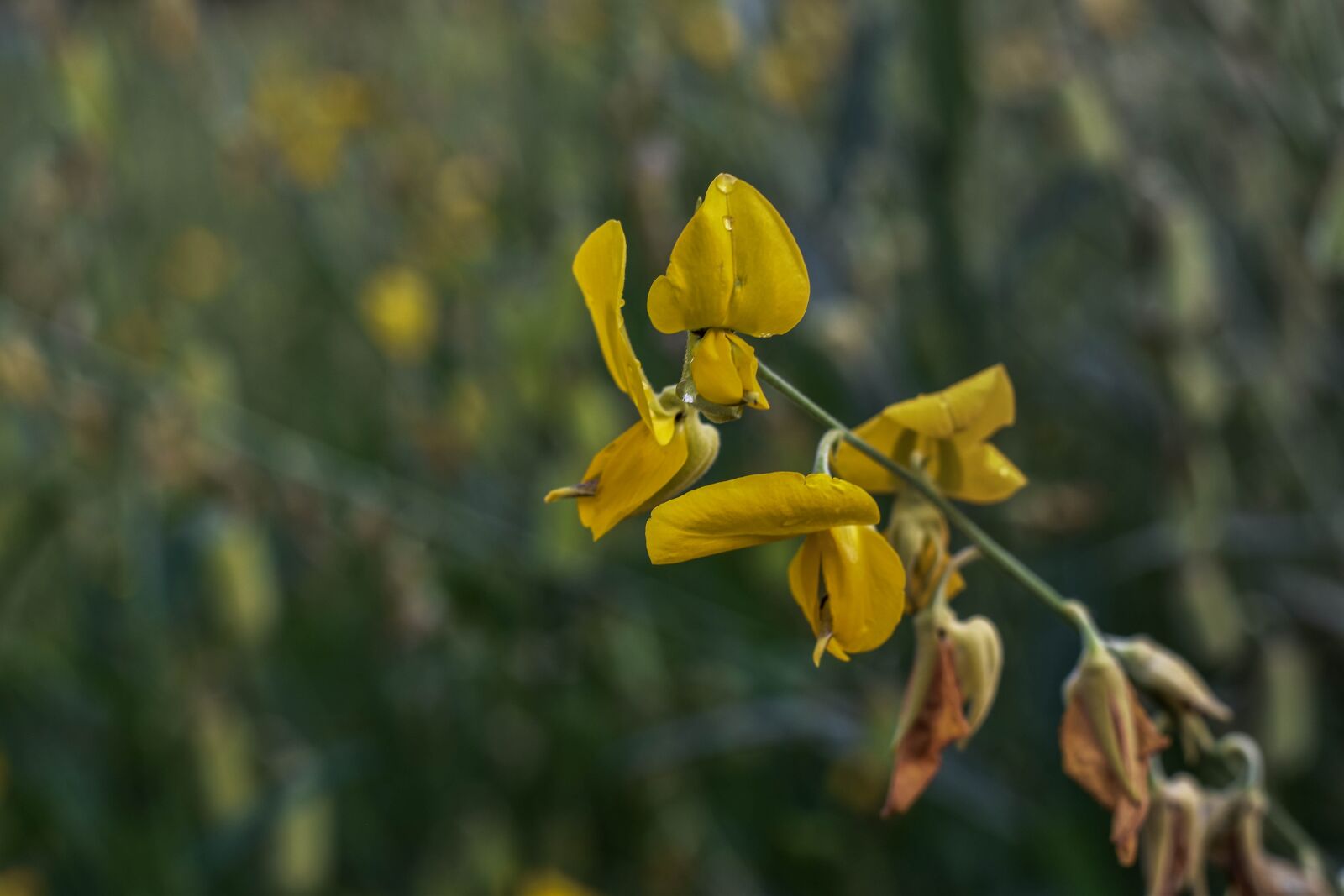 Nikon D5500 sample photo. What flowers yellow, spot photography