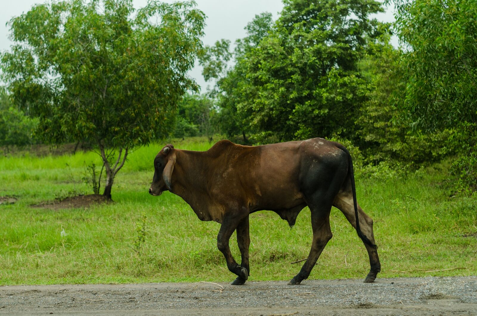 Nikon D5100 sample photo. Cow, nature, green photography
