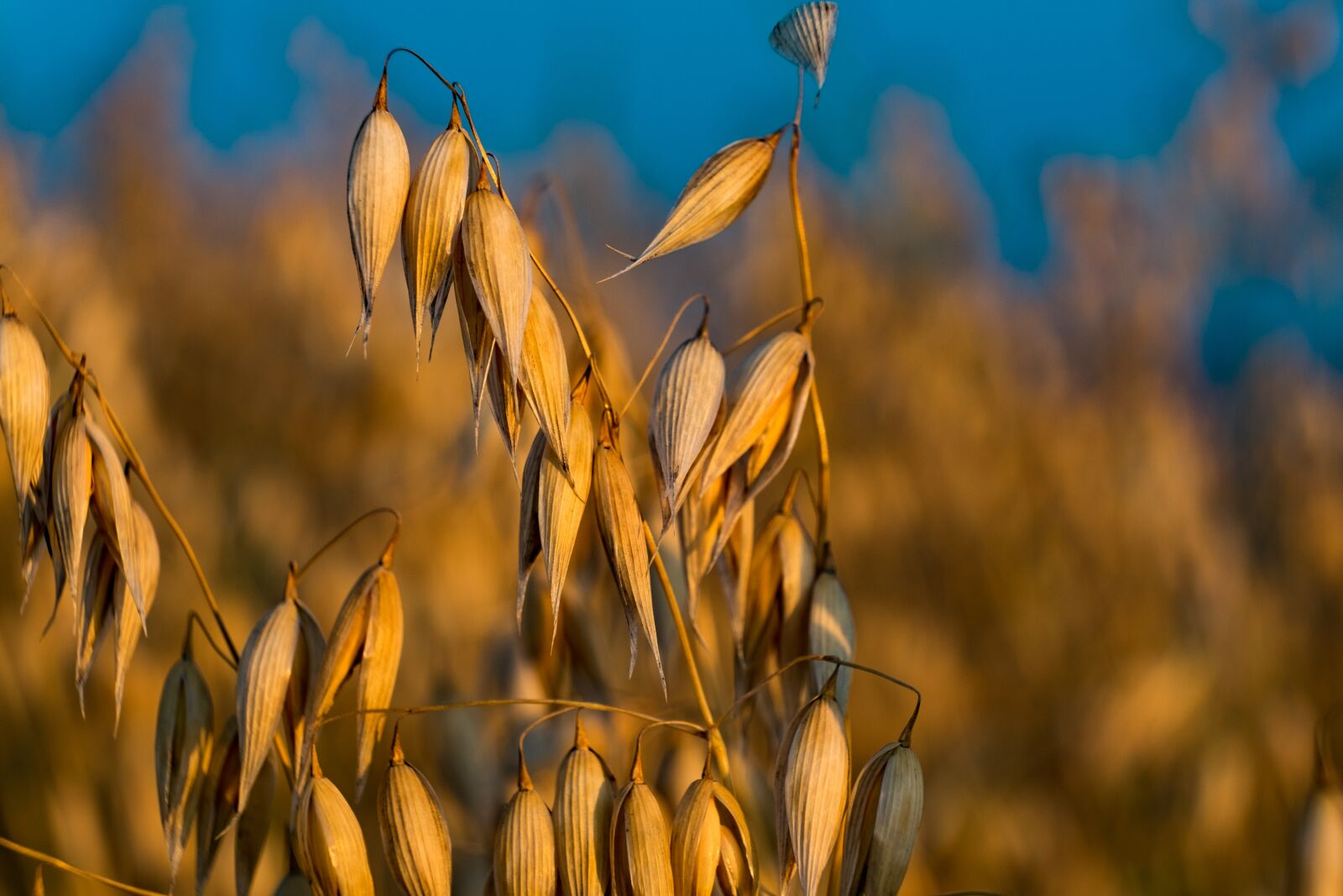 Fujifilm X-T10 sample photo. Oats, corn, harvest photography