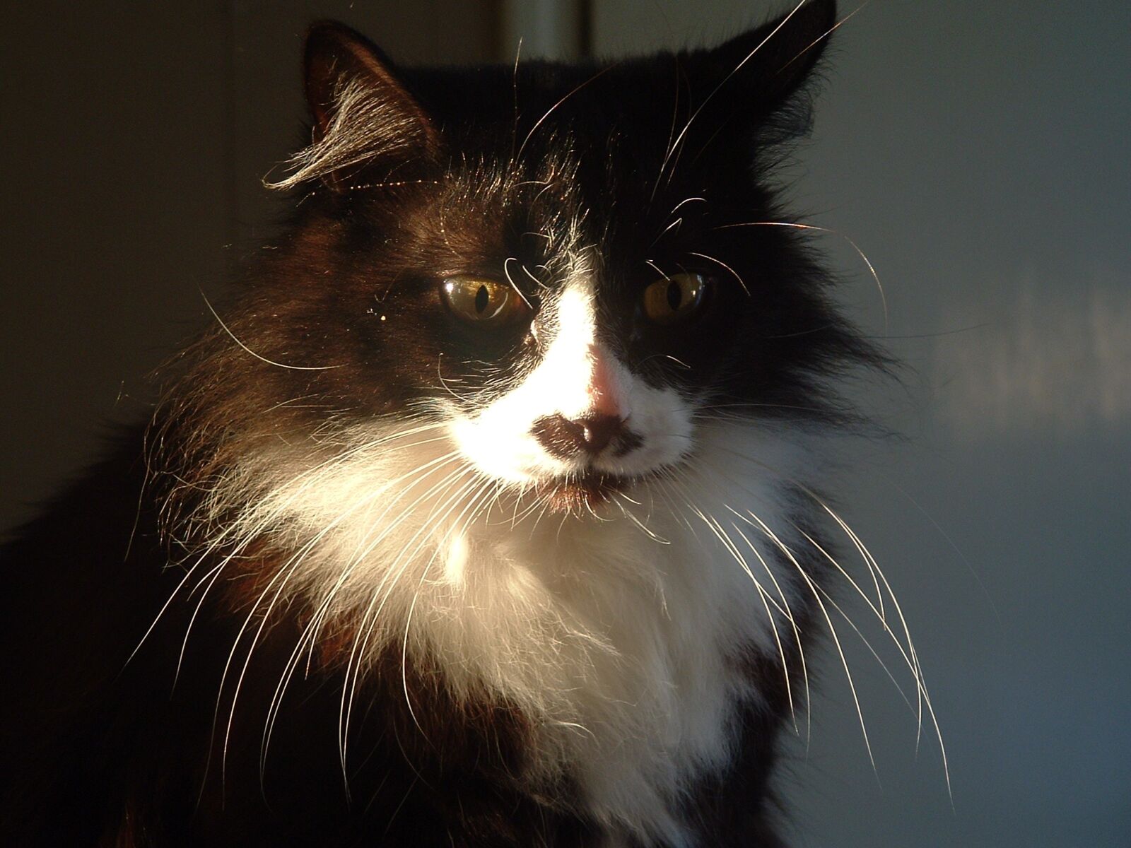 Fujifilm FinePix S3000 sample photo. Cat, whiskers, tuxedo photography