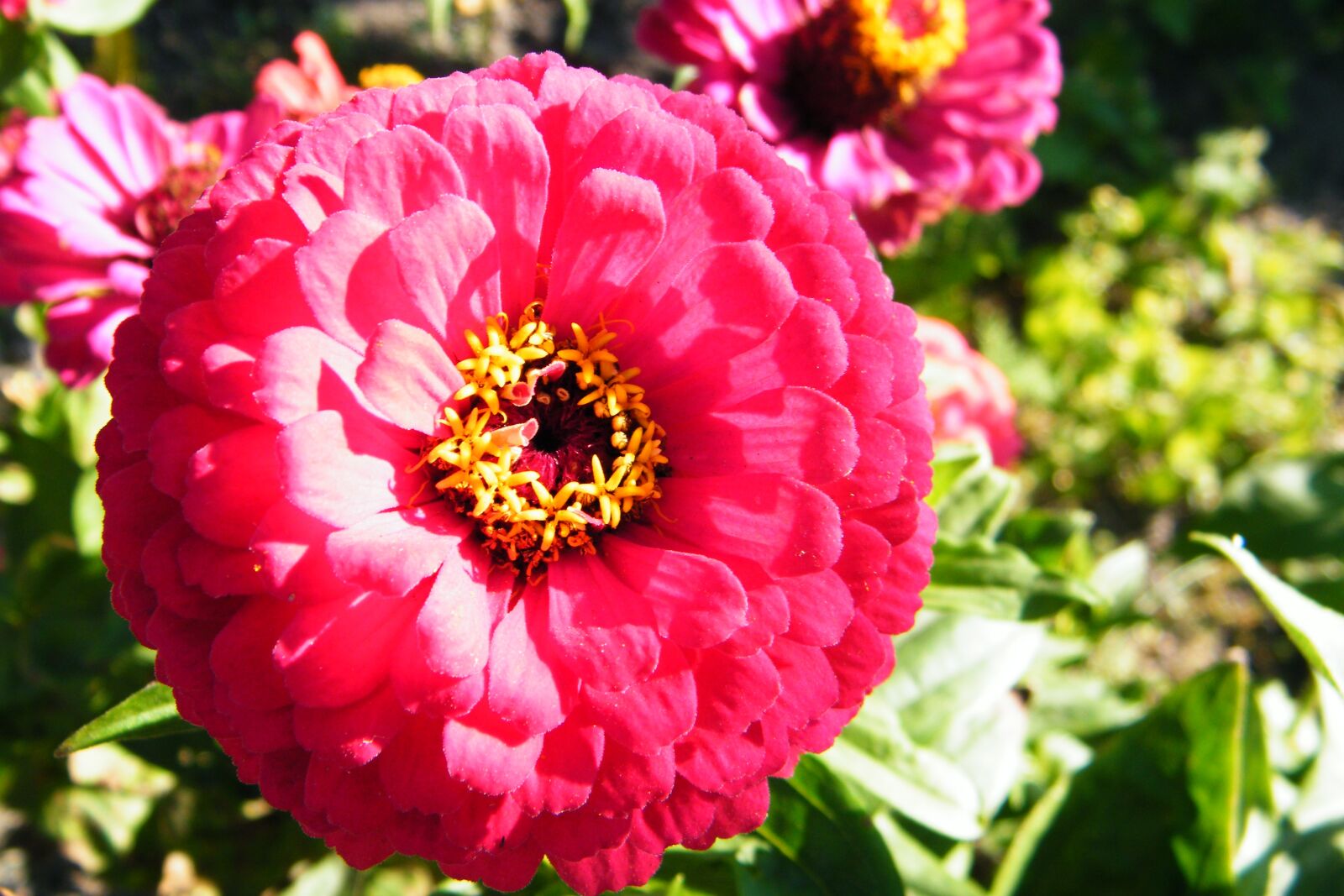 Fujifilm FinePix S2000HD sample photo. Flower, sun, summer photography