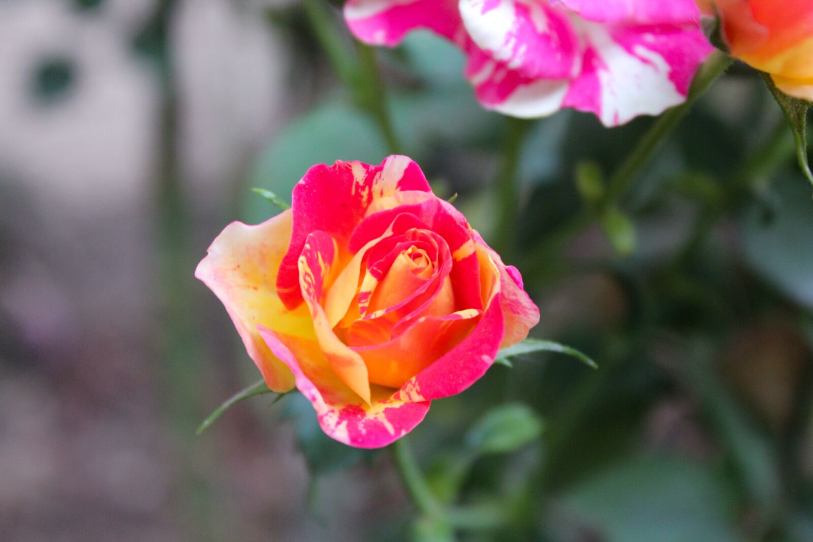 Canon EOS 550D (EOS Rebel T2i / EOS Kiss X4) sample photo. Flower, garden, spring photography