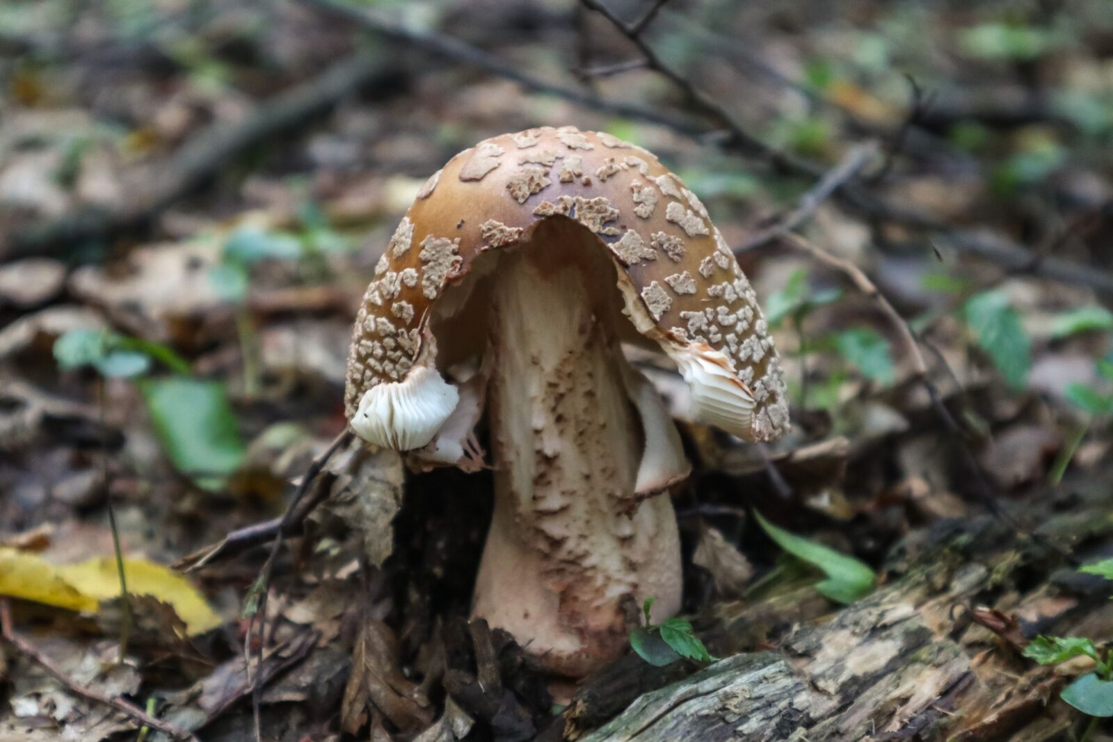 Canon EOS M100 sample photo. Mushroom, nature, forest photography