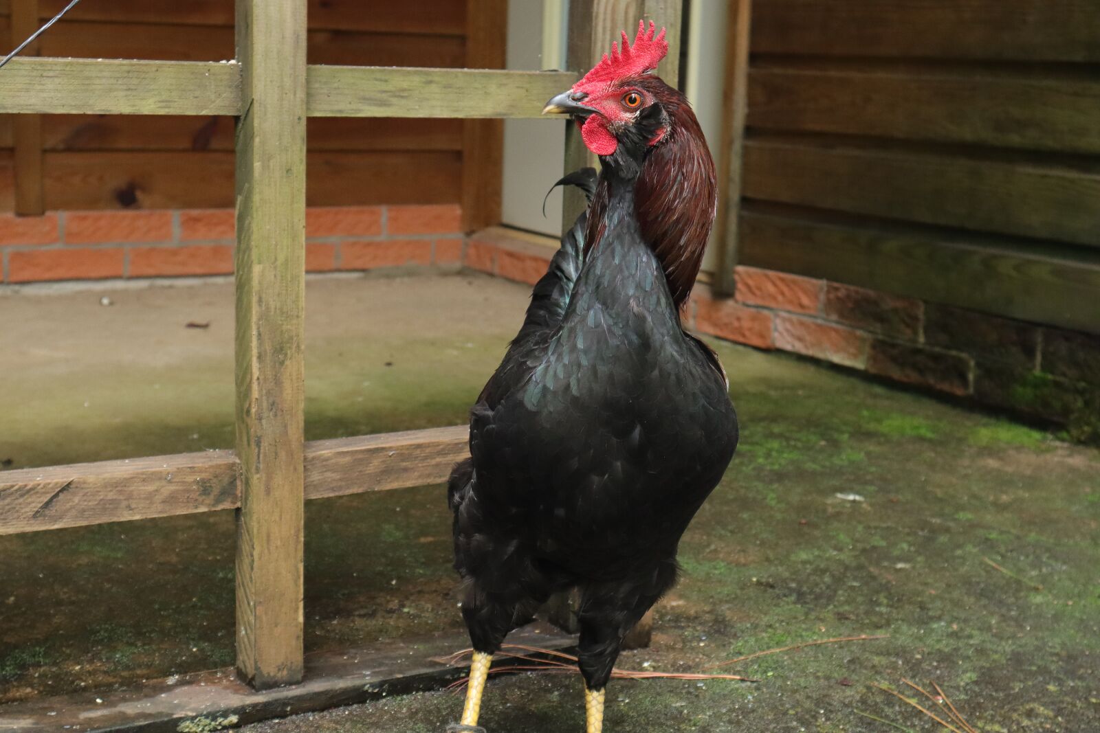 Canon EF-M 15-45mm F3.5-6.3 IS STM sample photo. Gallo, birds, plumage photography