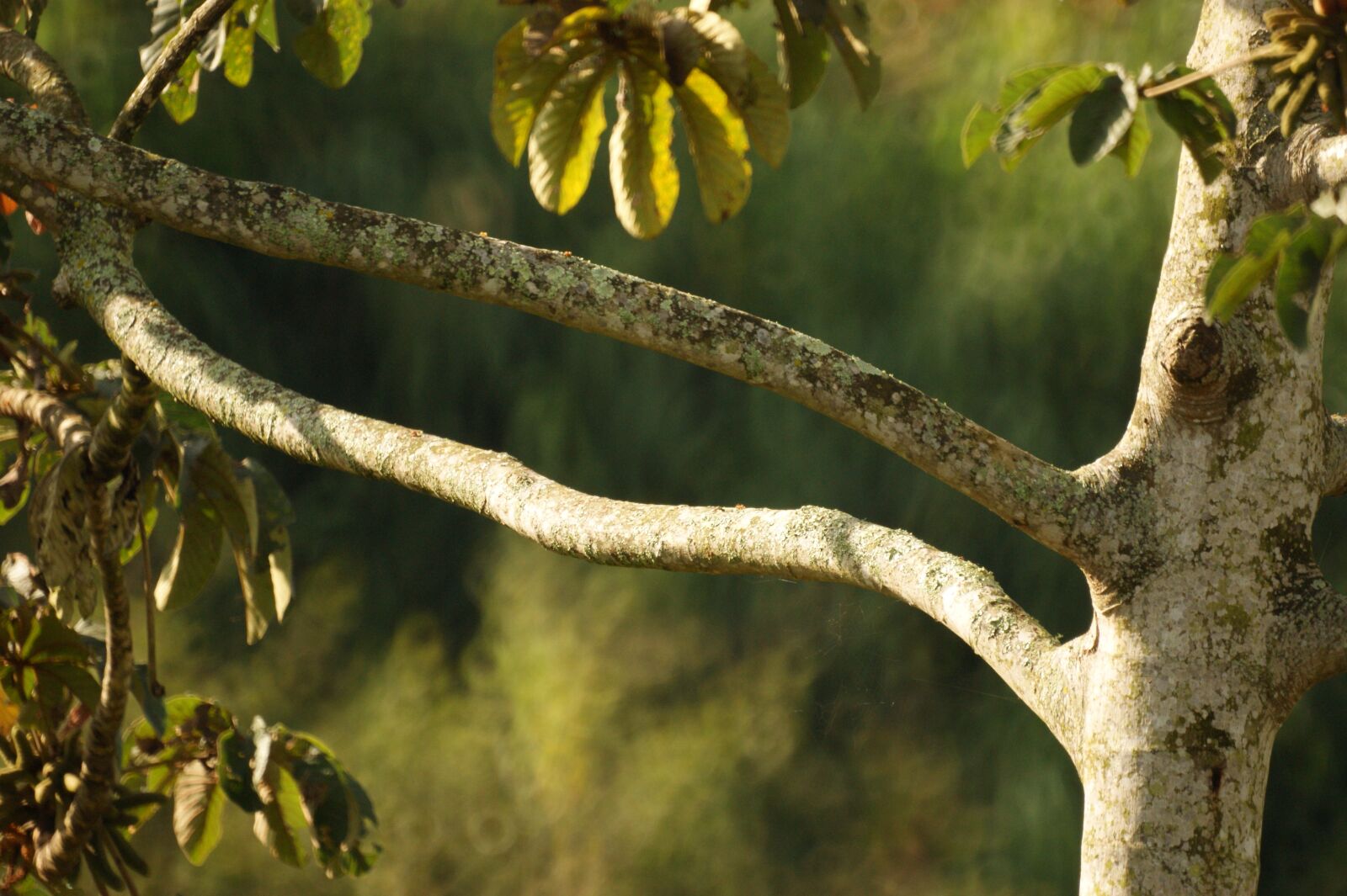 Sony Alpha DSLR-A390 sample photo. Image, landscape, tree photography