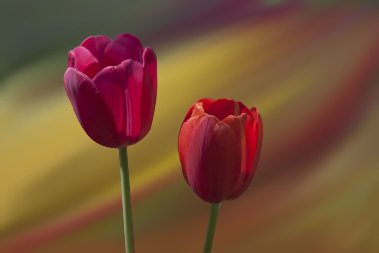 Nikon D3000 sample photo. Tulips, red, flowers photography
