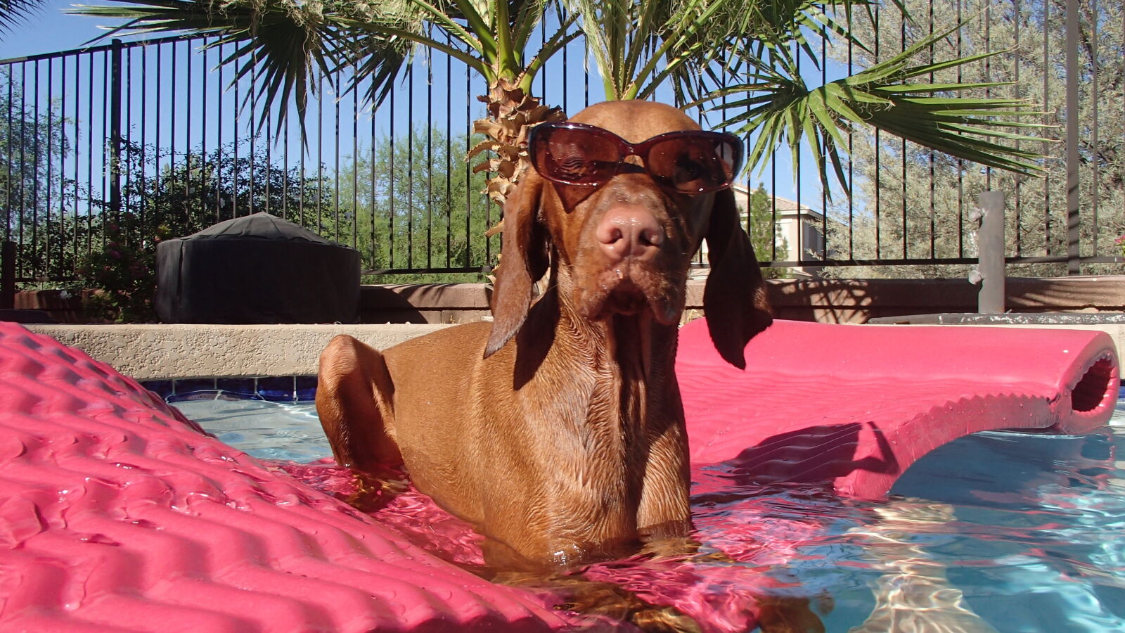 Olympus TG-820 sample photo. Dog, relax, summer, sunglasses photography