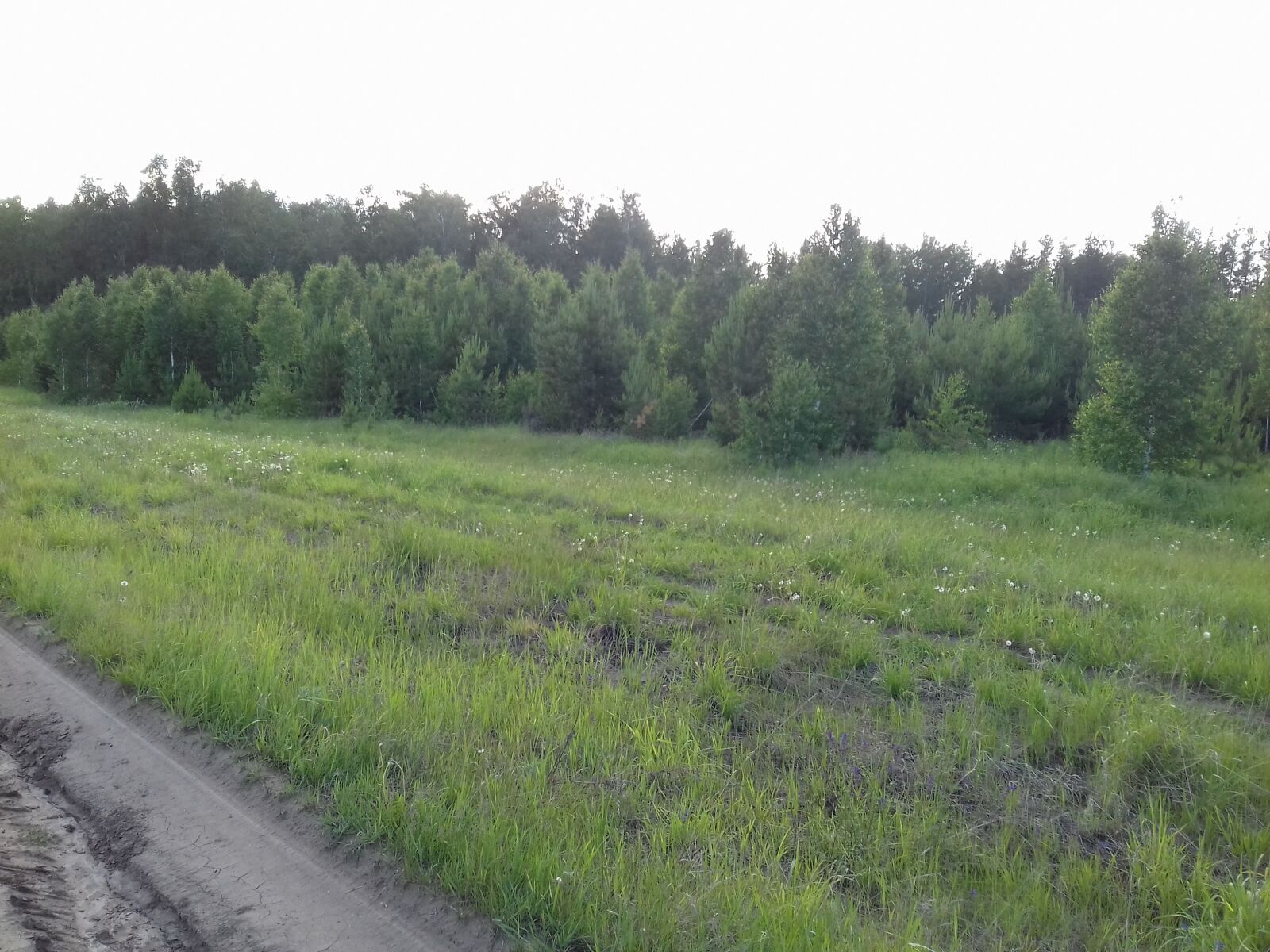 Samsung Galaxy Grand Prime sample photo. Field, spring, may photography