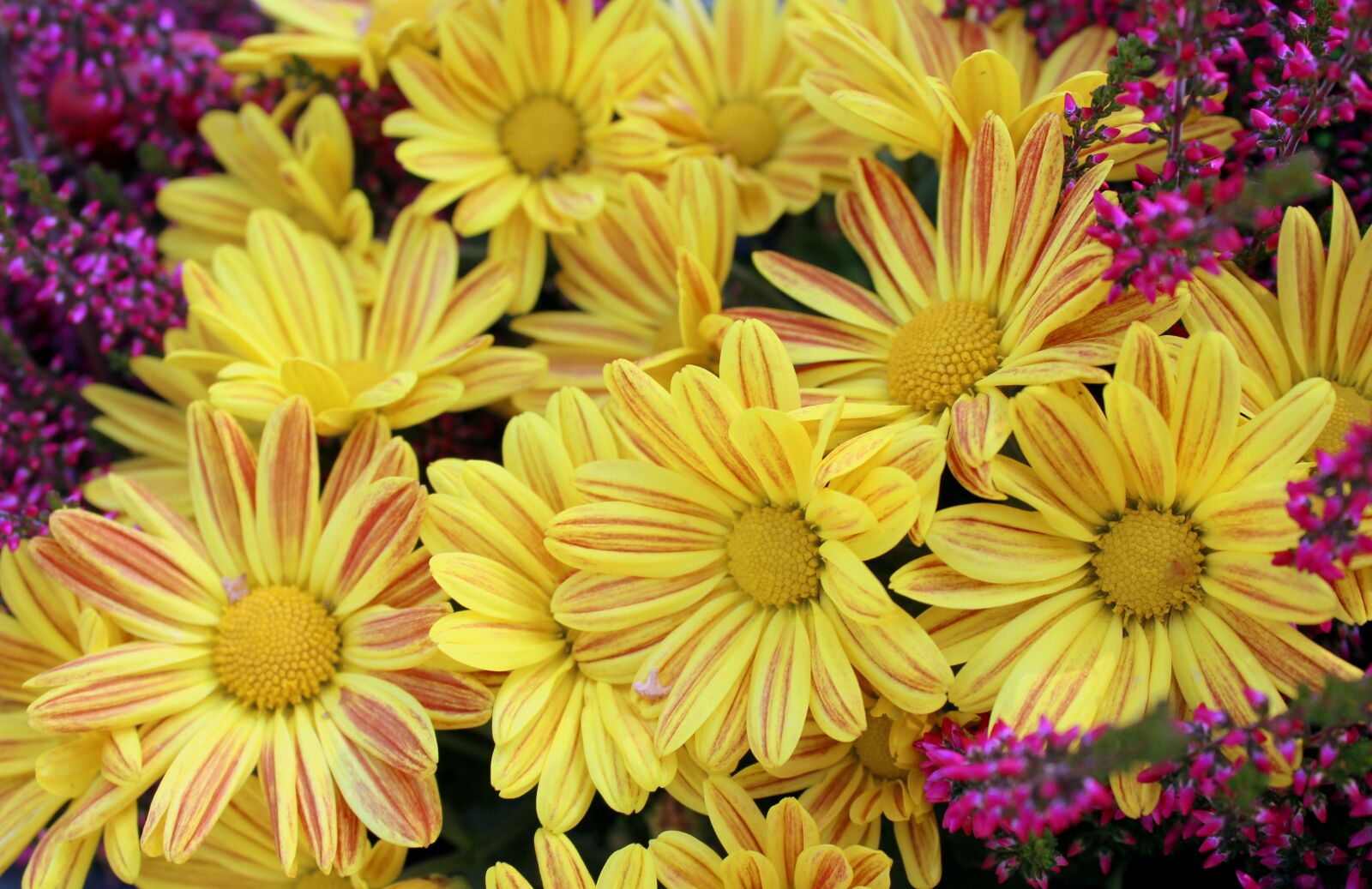Canon EOS 1200D (EOS Rebel T5 / EOS Kiss X70 / EOS Hi) sample photo. Flowers, gazanie, yellow flowers photography