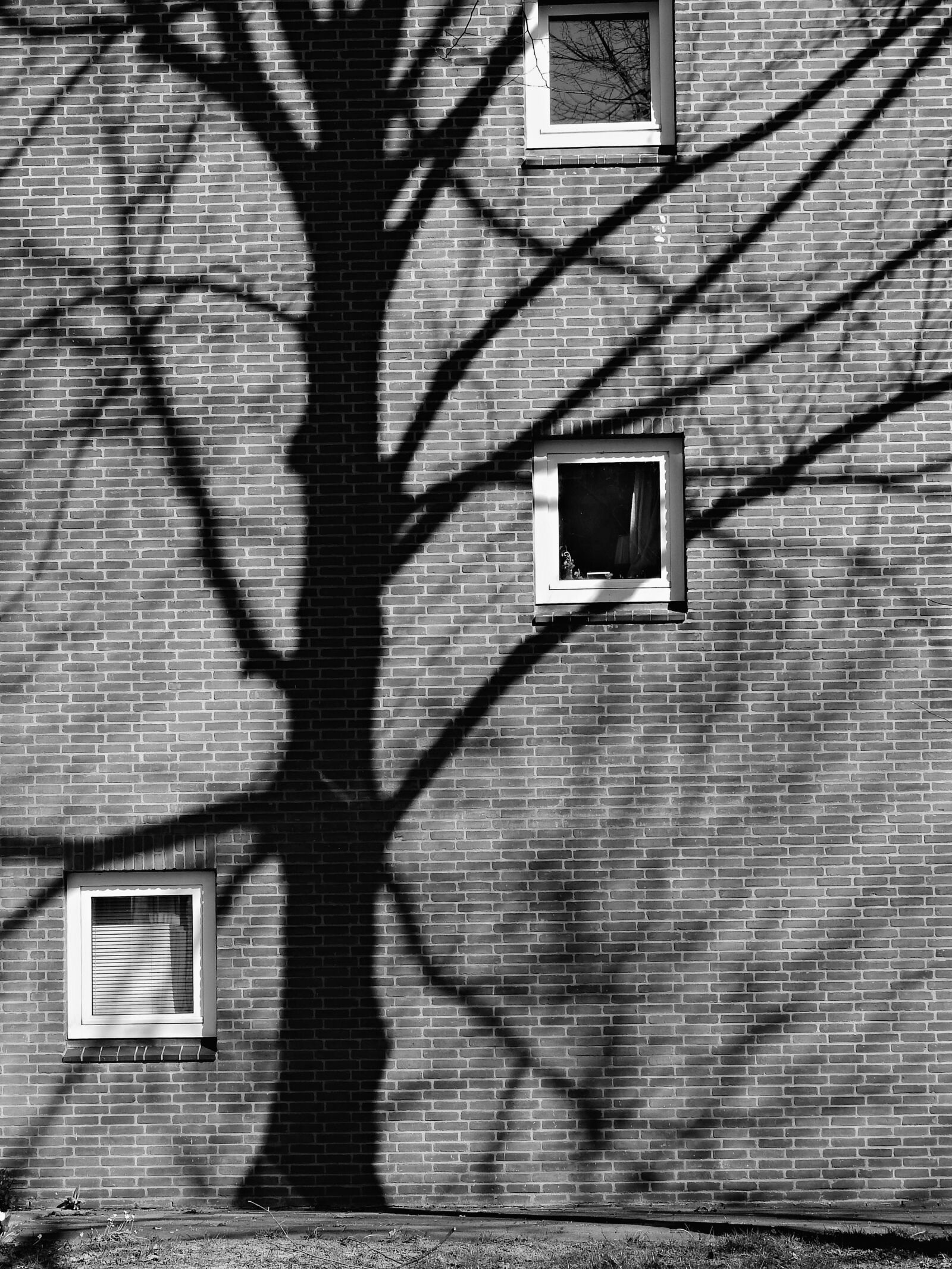 Nikon Coolpix P900 sample photo. Wall, tree, shadow photography