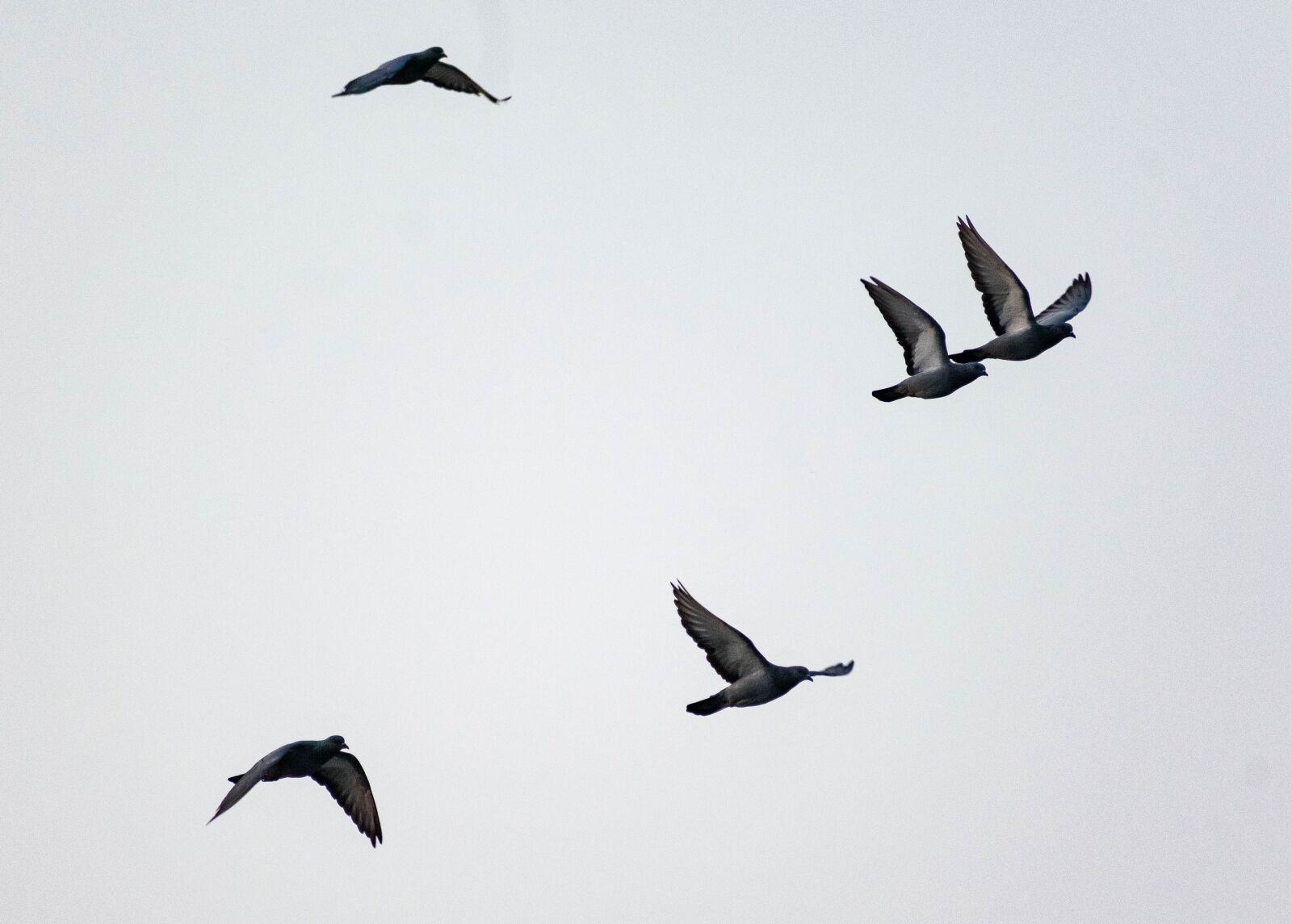 Nikon D3300 sample photo. Flying, pigeon, flock photography