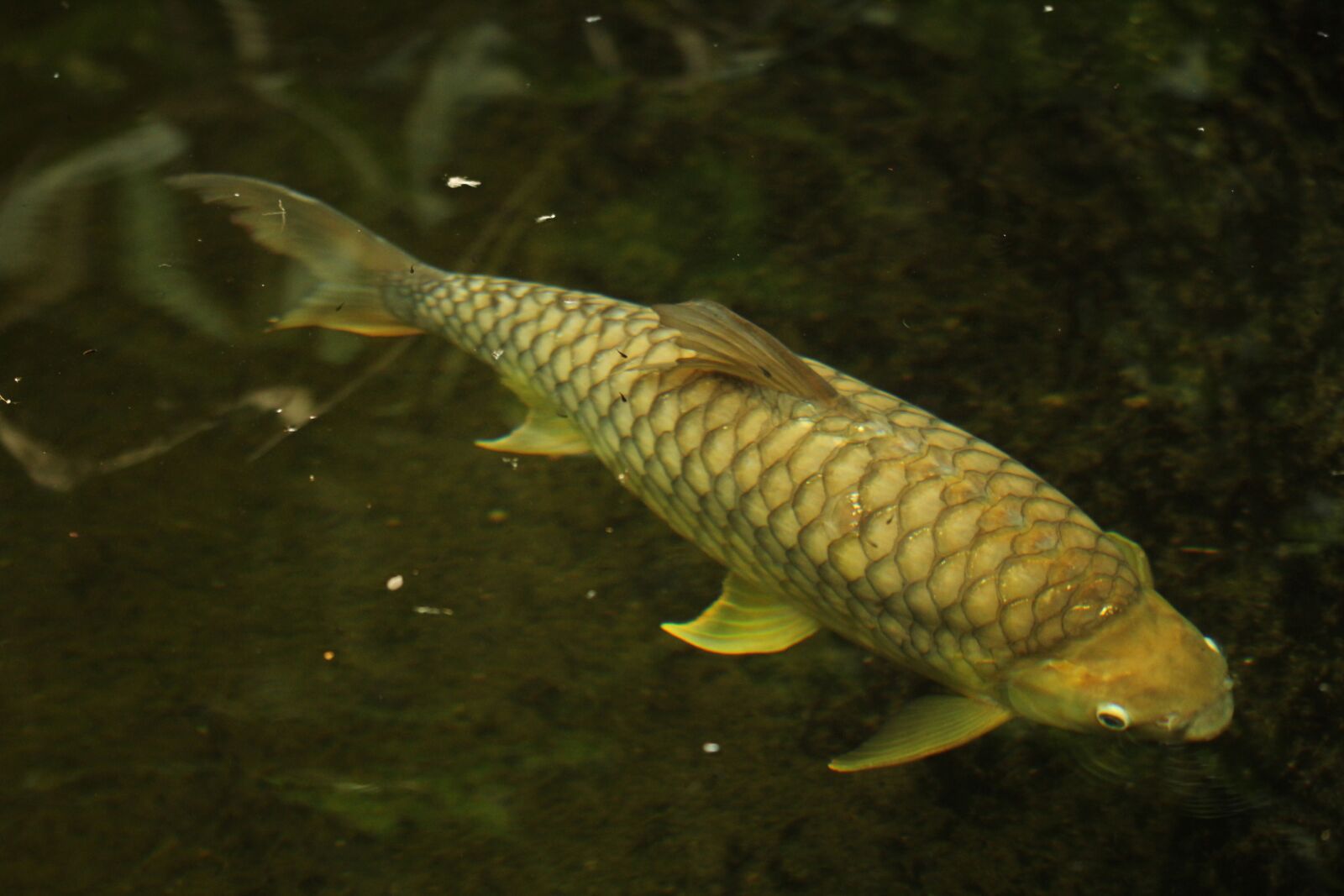 Canon EOS 1200D (EOS Rebel T5 / EOS Kiss X70 / EOS Hi) sample photo. Hai, small, fish photography