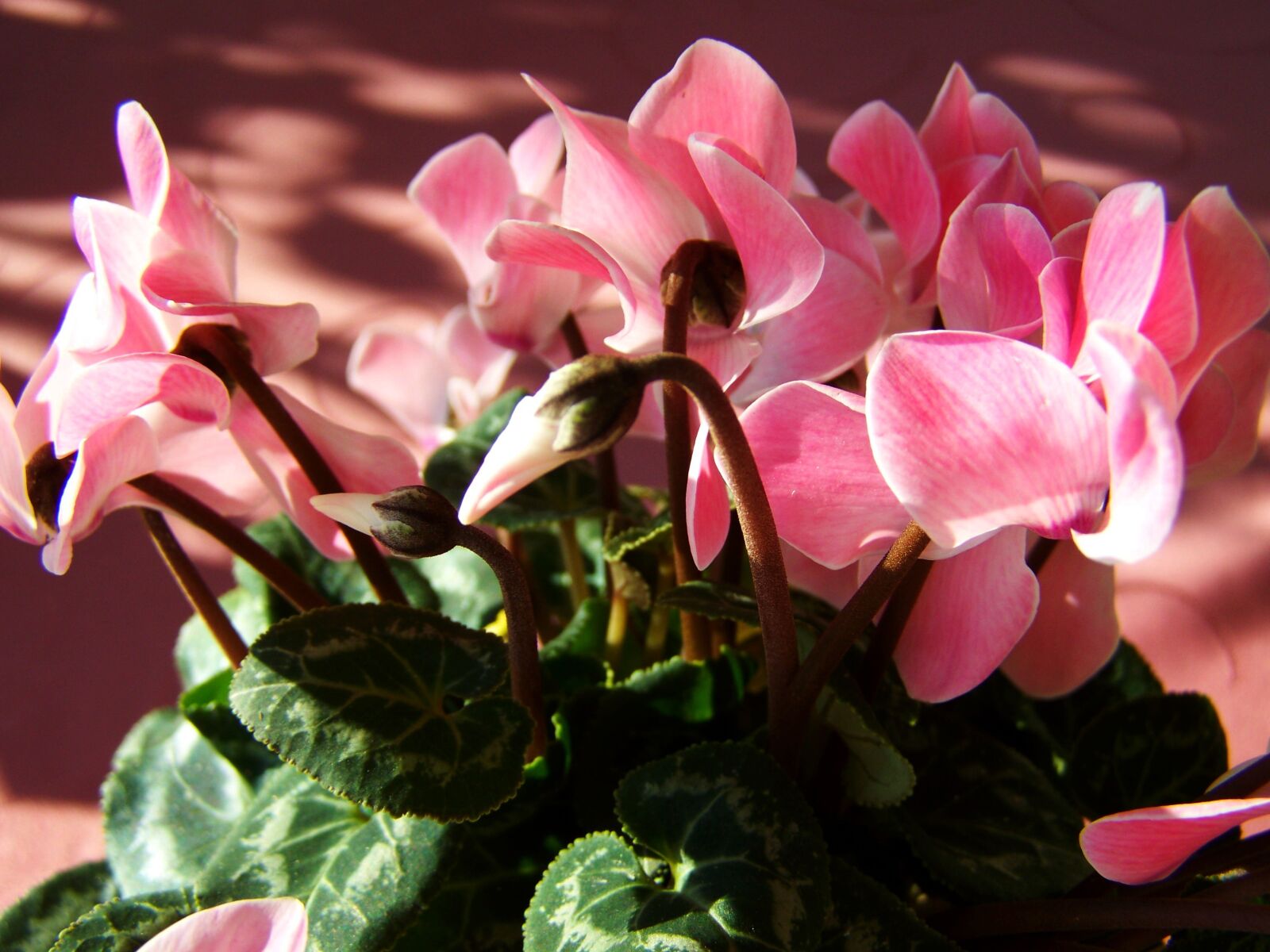 Kodak EASYSHARE ZD710 ZOOM DIGITAL CAMERA sample photo. Cyclamen, pink, potted plant photography