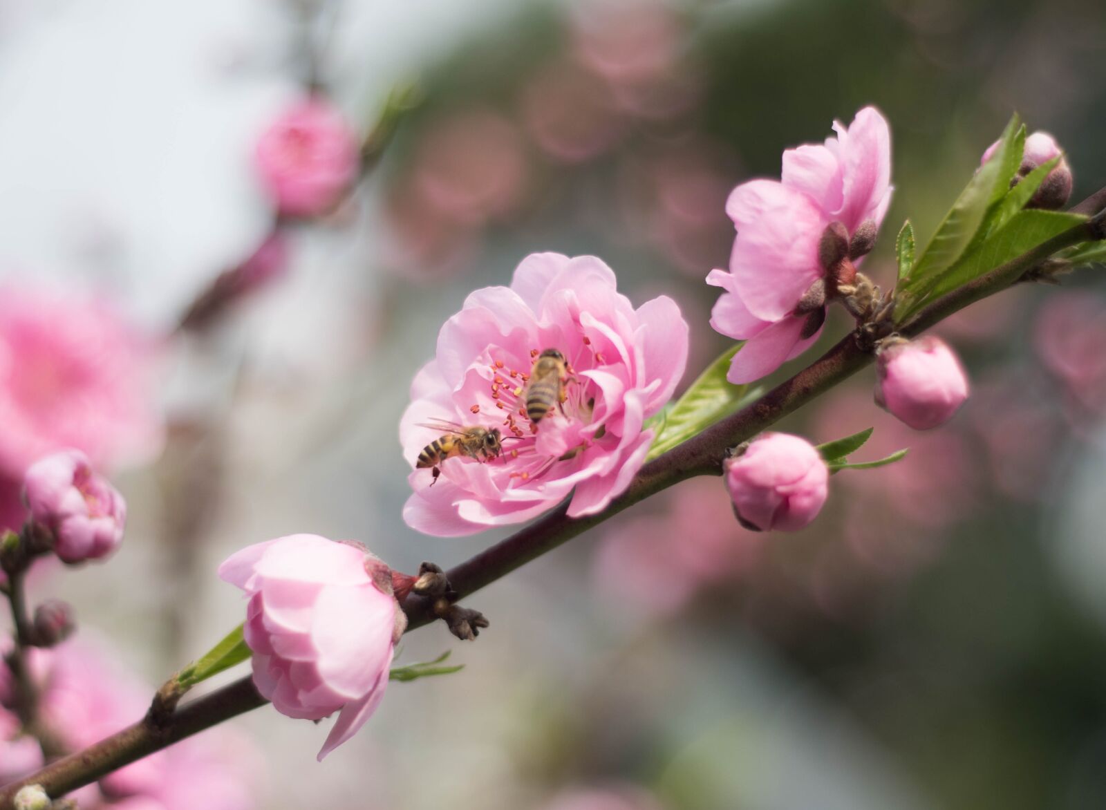 Nikon D810 sample photo. Bee, plum blossom, collecting photography