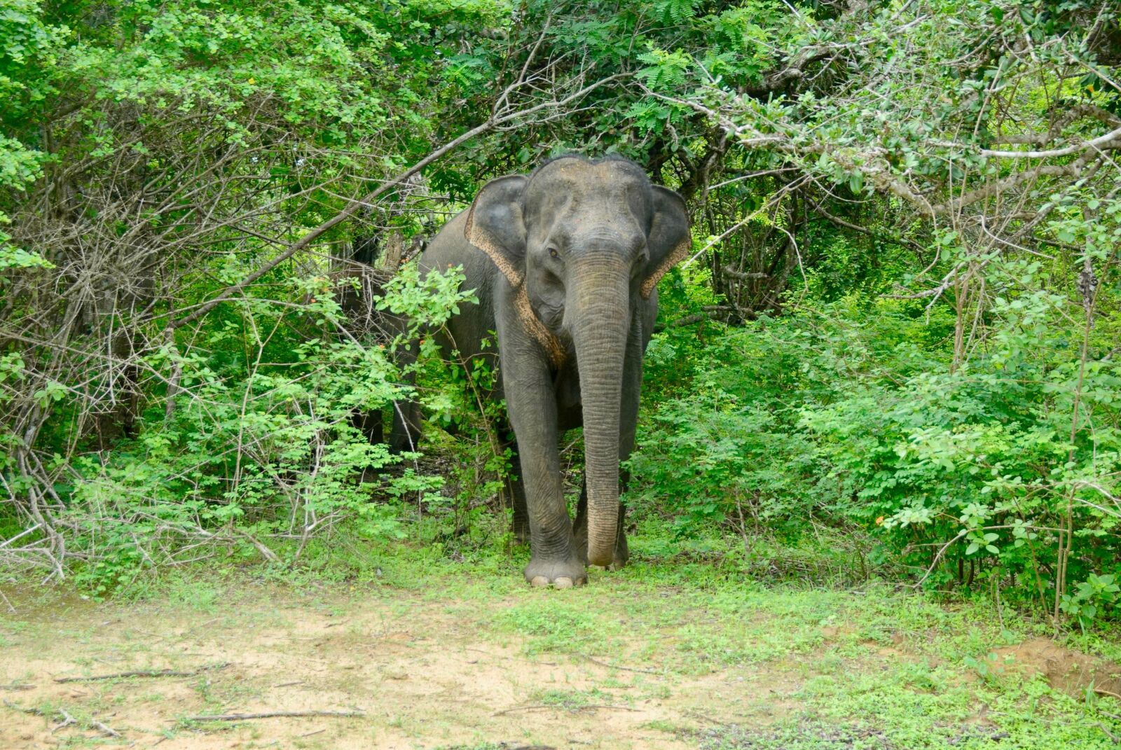Nikon D200 sample photo. Nature, jungle, elephant photography