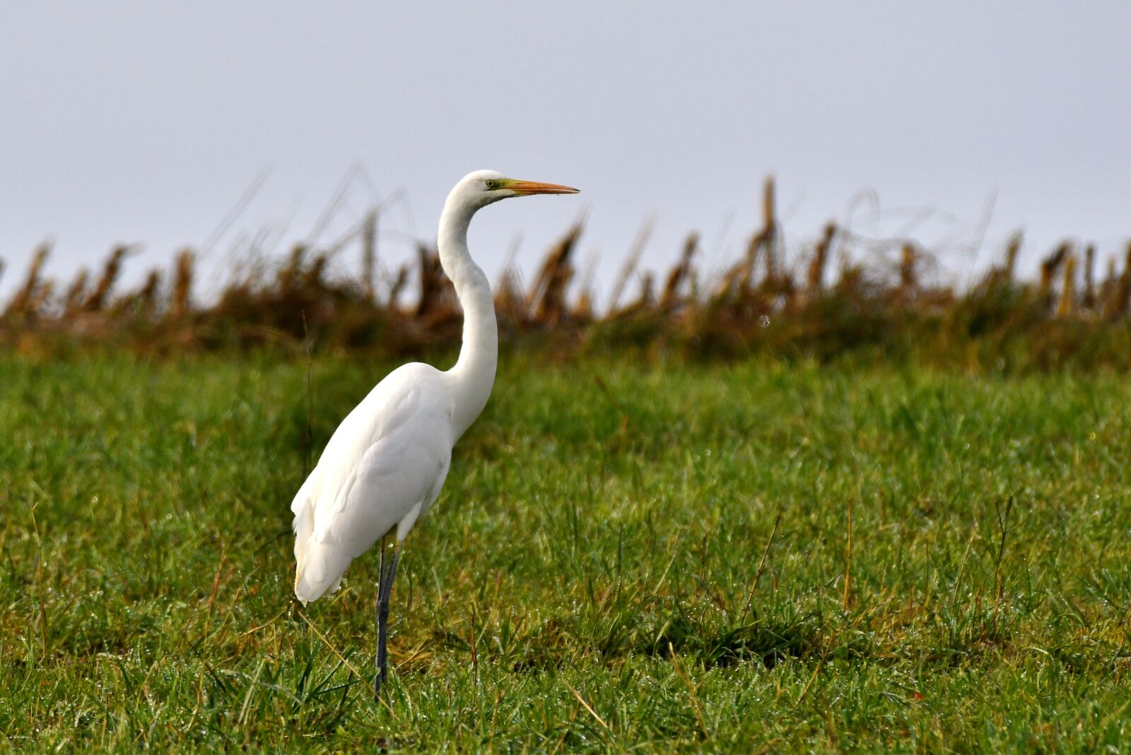 Nikon D500 sample photo. Great white egret, bird photography