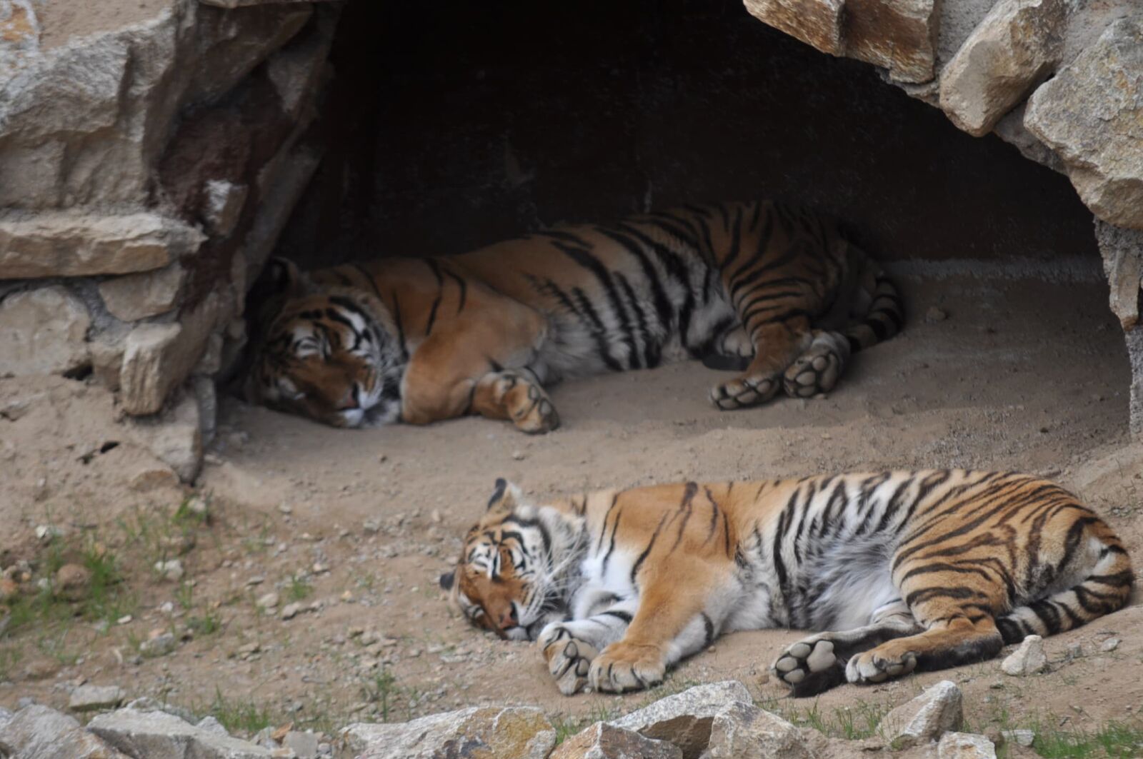 Nikon D5000 sample photo. Bengal, cave, predator, tiger photography
