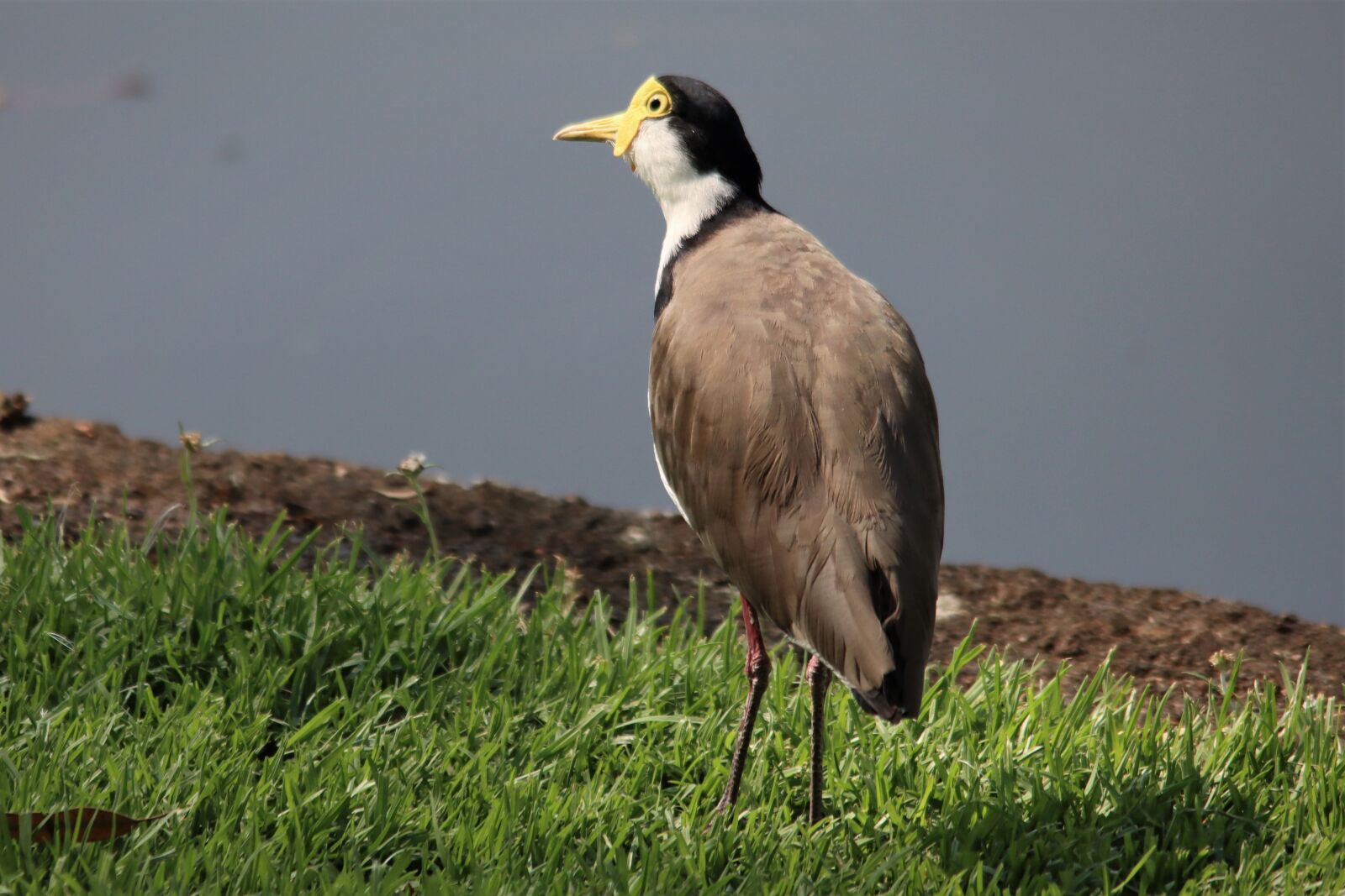 Canon EOS 90D sample photo. Masked, lapwing, water photography