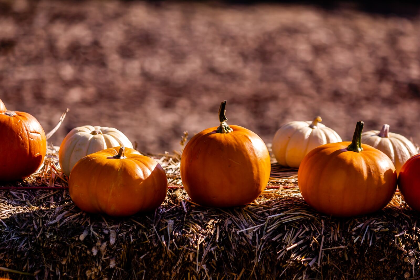 Canon EOS 550D (EOS Rebel T2i / EOS Kiss X4) sample photo. Pumkin, autumn, sun photography