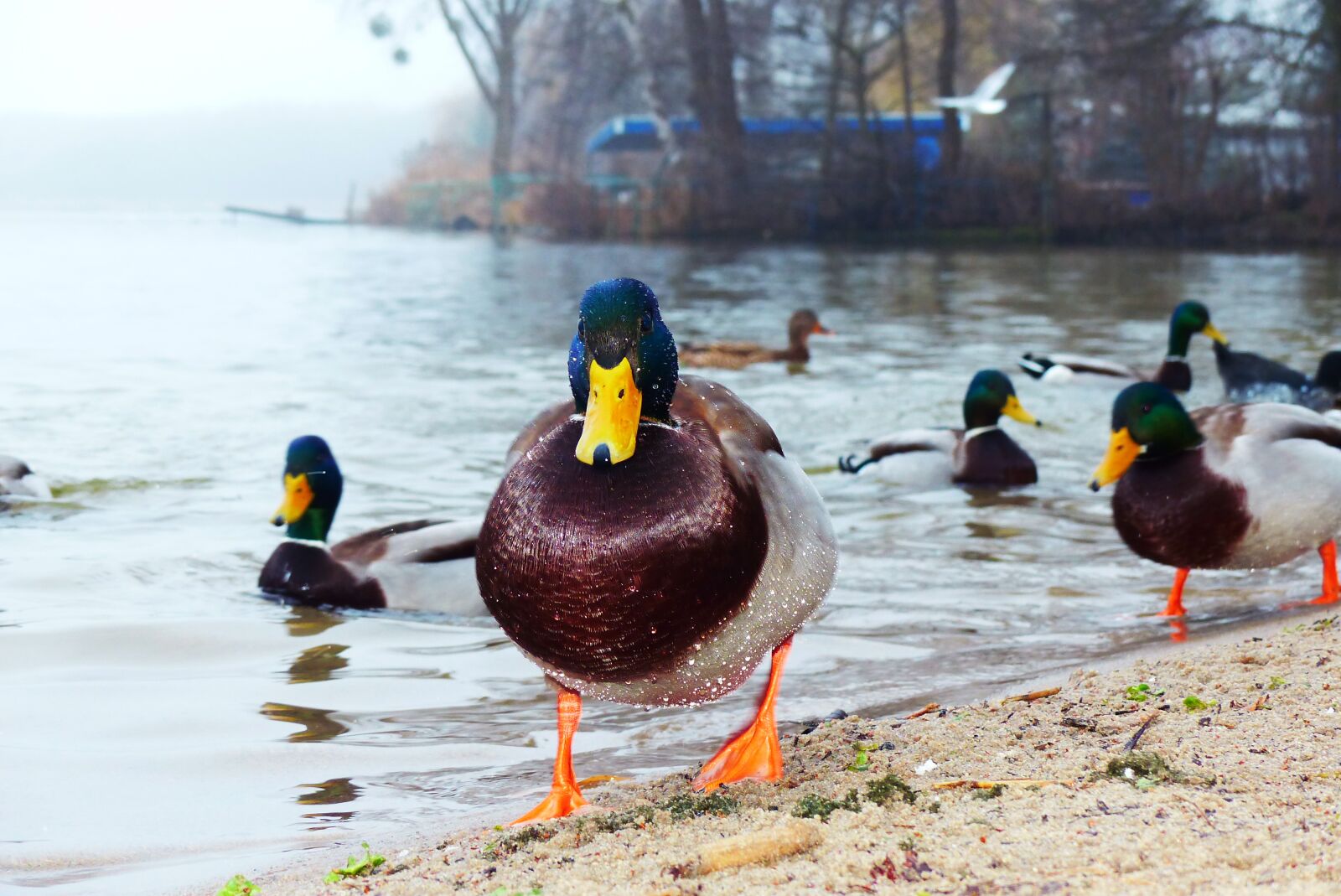 Panasonic Lumix DMC-FZ200 sample photo. Kaczor, wet, bird photography