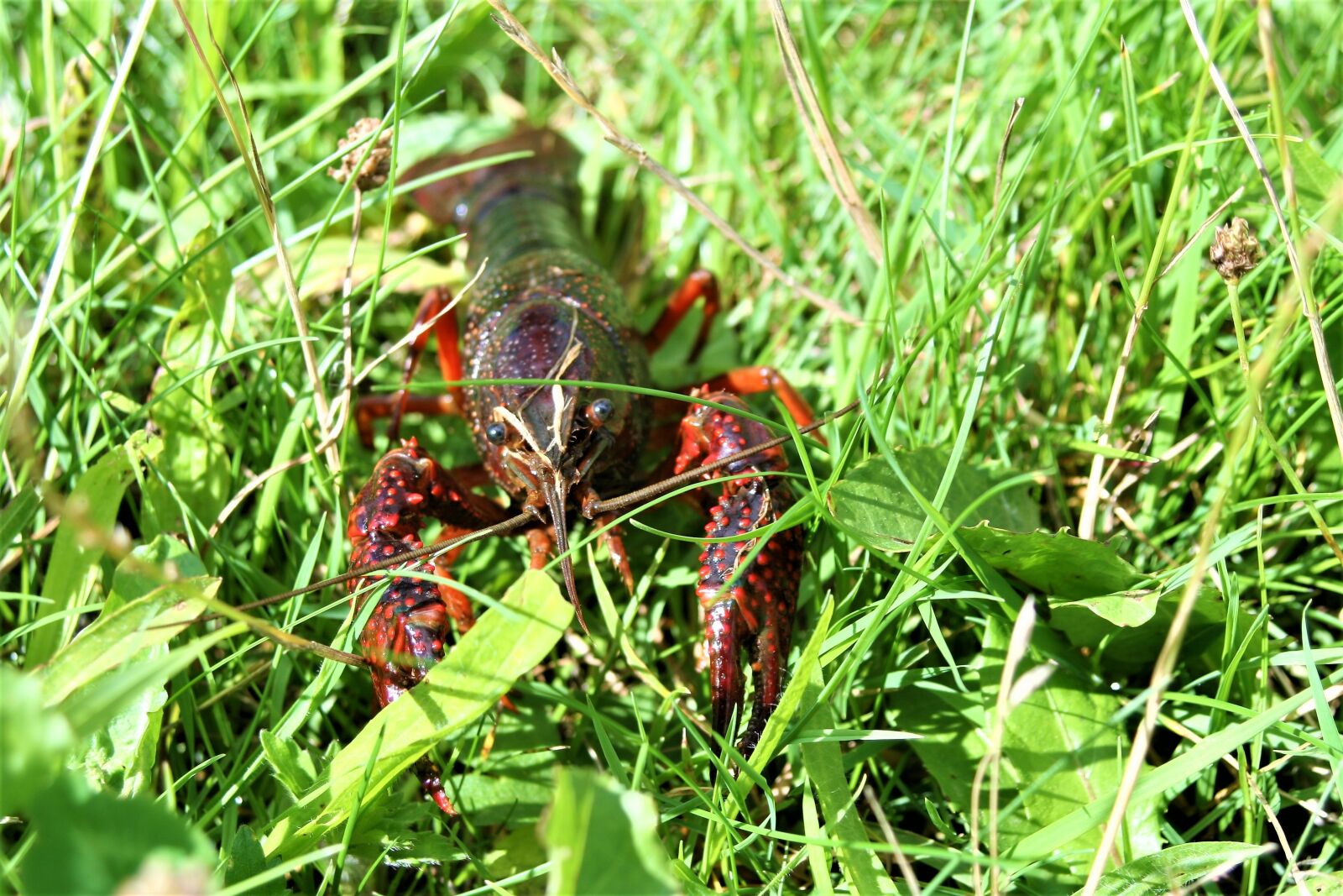 Canon EOS 350D (EOS Digital Rebel XT / EOS Kiss Digital N) sample photo. Crab, crayfish, lobster photography