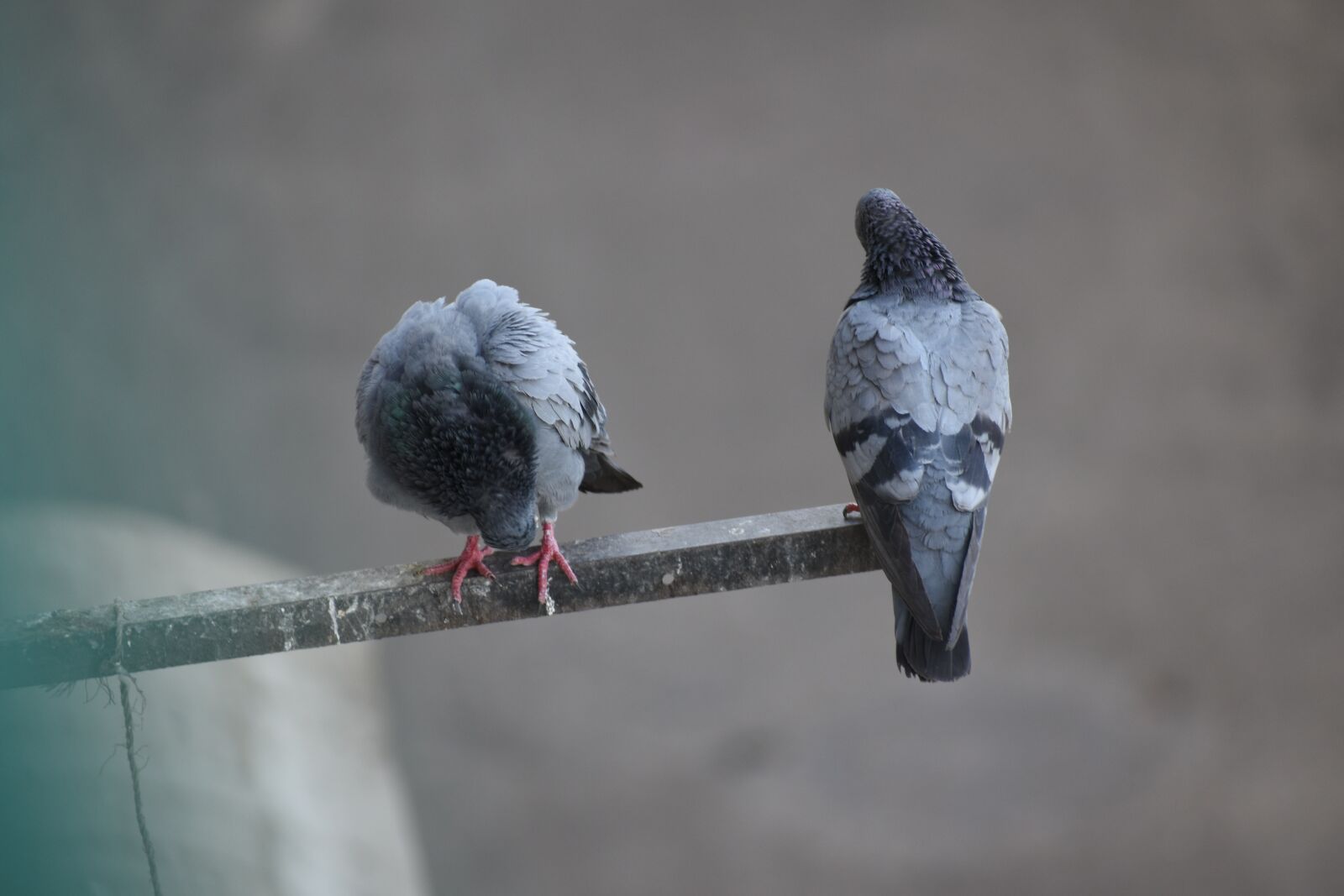 Nikon D5600 sample photo. Bird, dove, pigeon photography