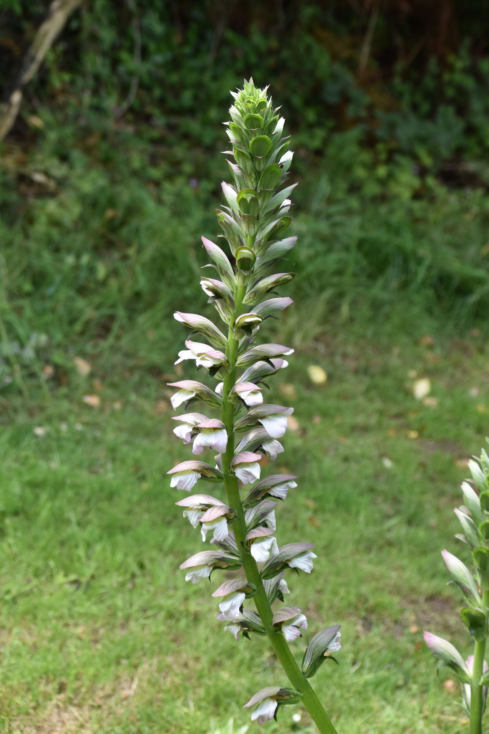Nikon D5600 sample photo. Plant, flowers, white flowers photography