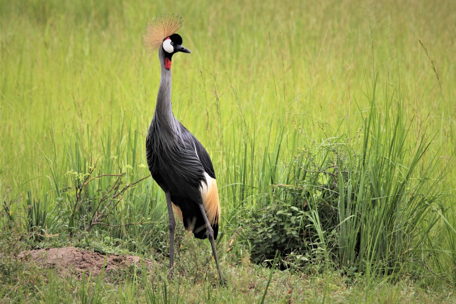Canon EOS 60D sample photo. East african crested crane photography