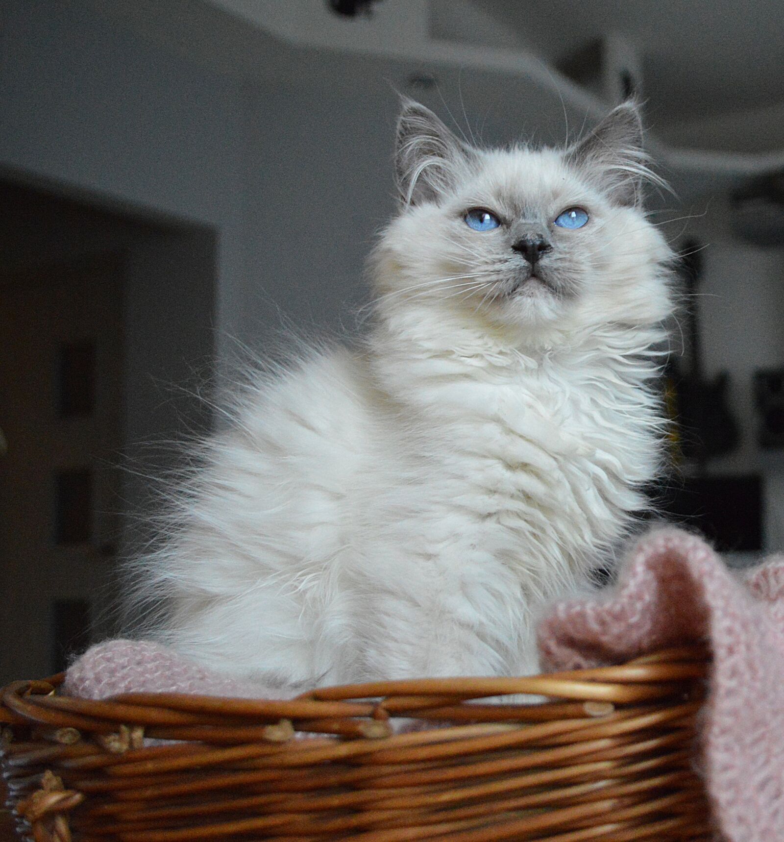 Nikon D3200 sample photo. Ragdoll, ragdoll cat, kitty photography