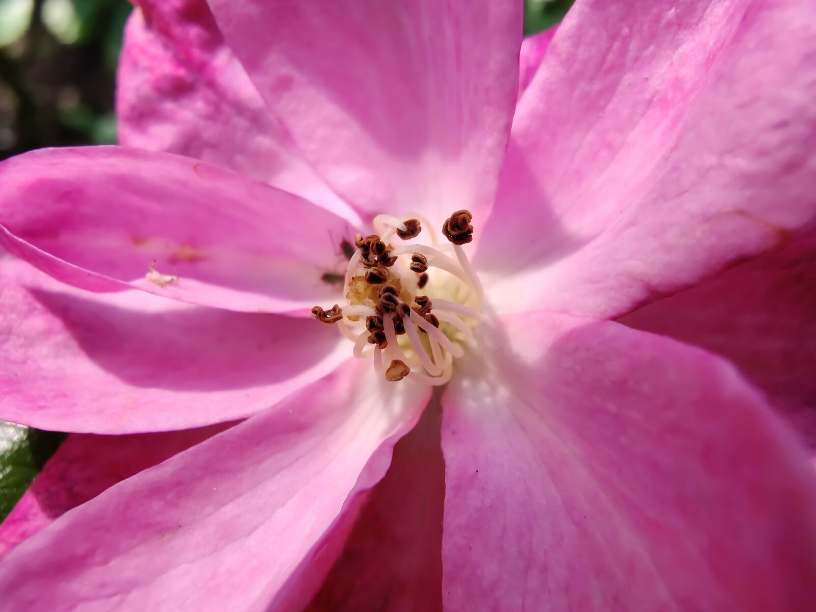 OnePlus HD1903 sample photo. Rose, pink, valentine photography