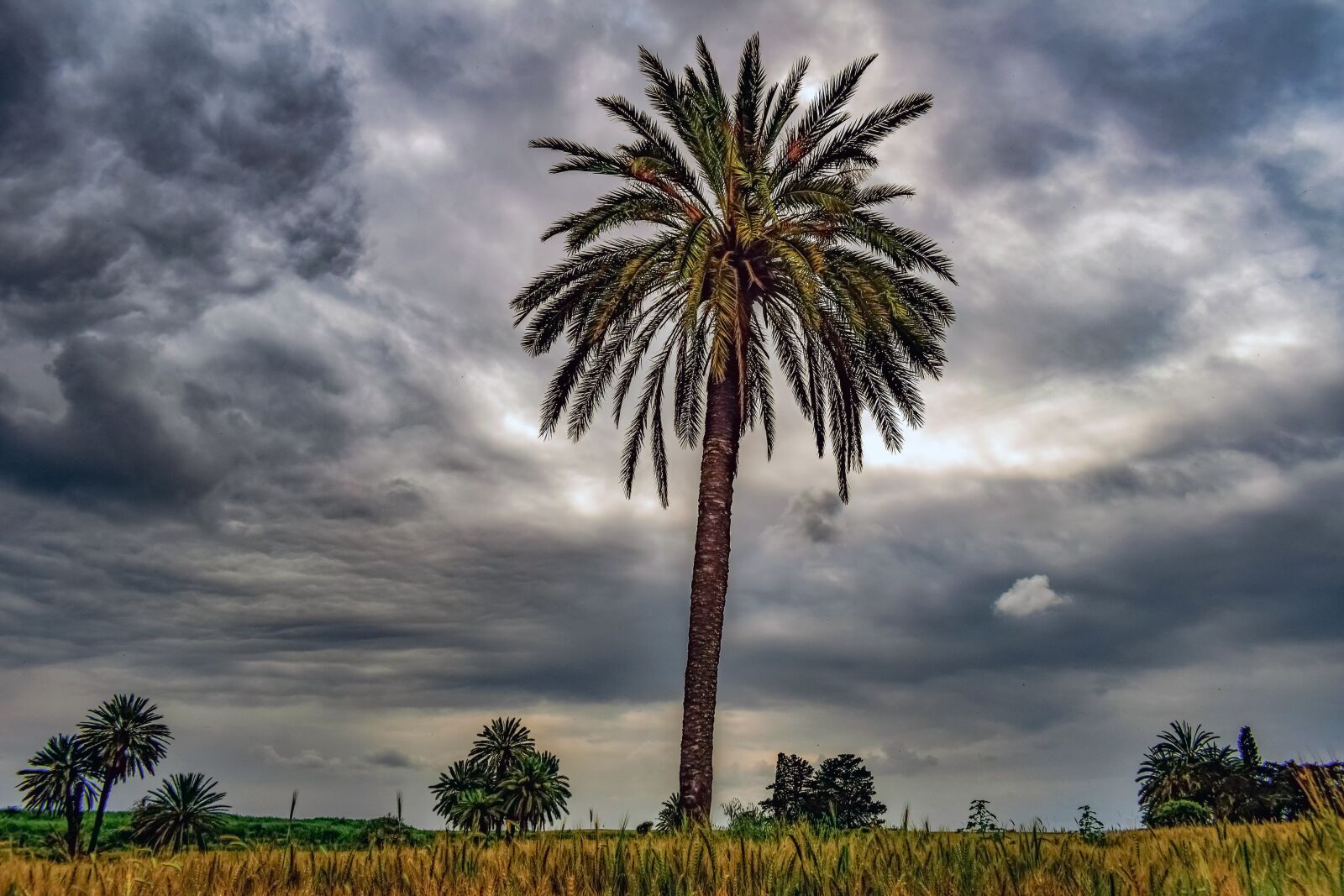 Nikon D3300 sample photo. Palm tree, trees, landscape photography