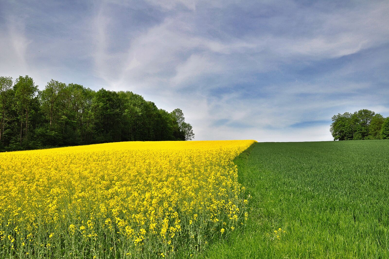 Nikon D90 sample photo. Nature, landscape, field photography