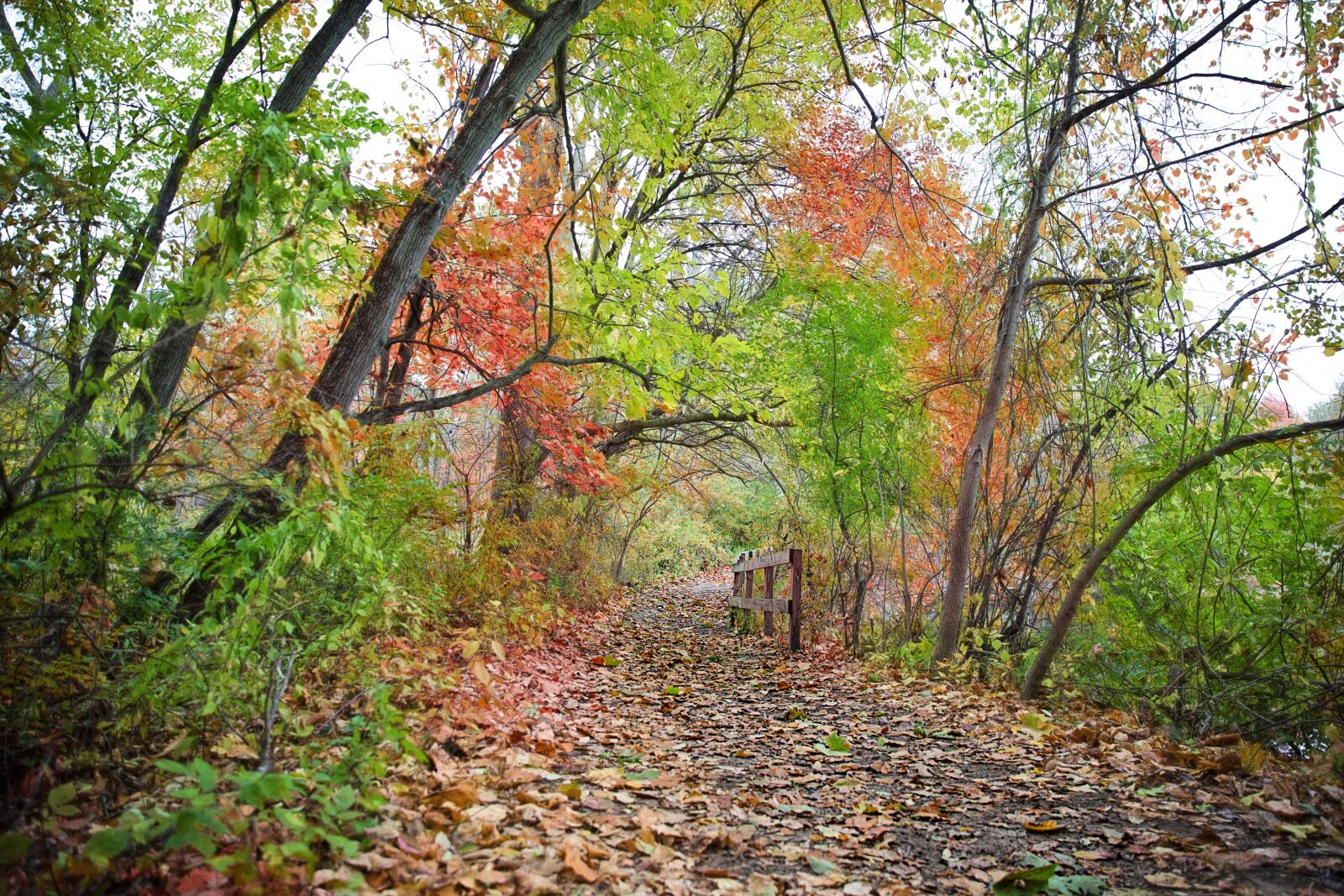 Canon EF 24-70mm F2.8L II USM sample photo. Path, fall, autumn photography