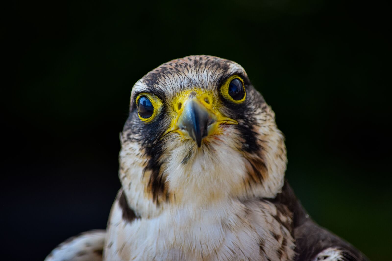 Nikon D5300 sample photo. Bird, kestrel, falcon photography