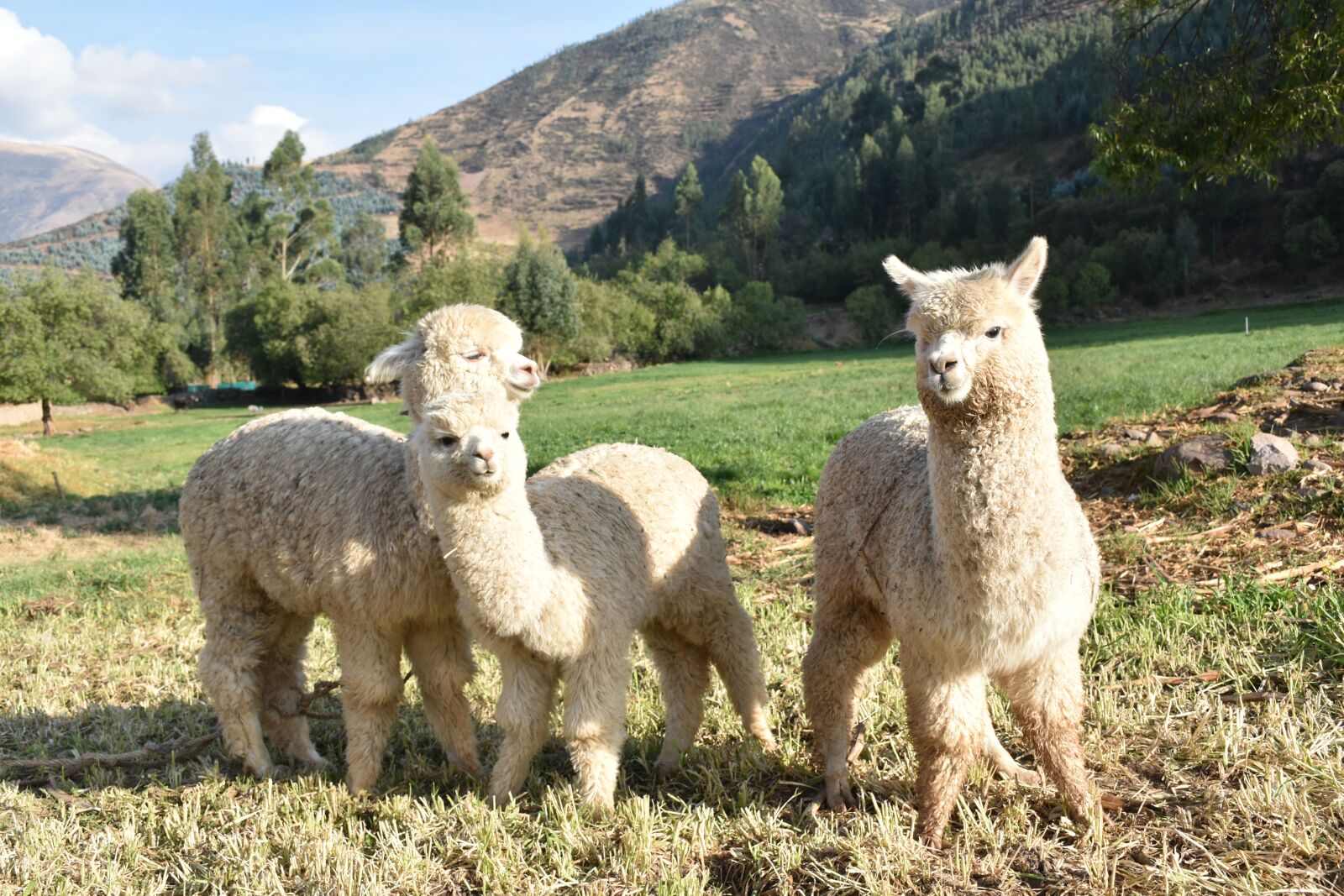 Nikon D5500 sample photo. Peru, alpaca, cute photography