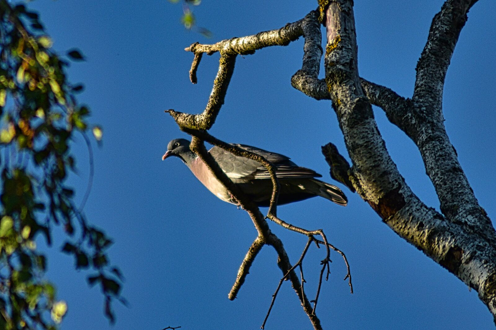 Nikon D5500 sample photo. Blue hour, dove, bird photography