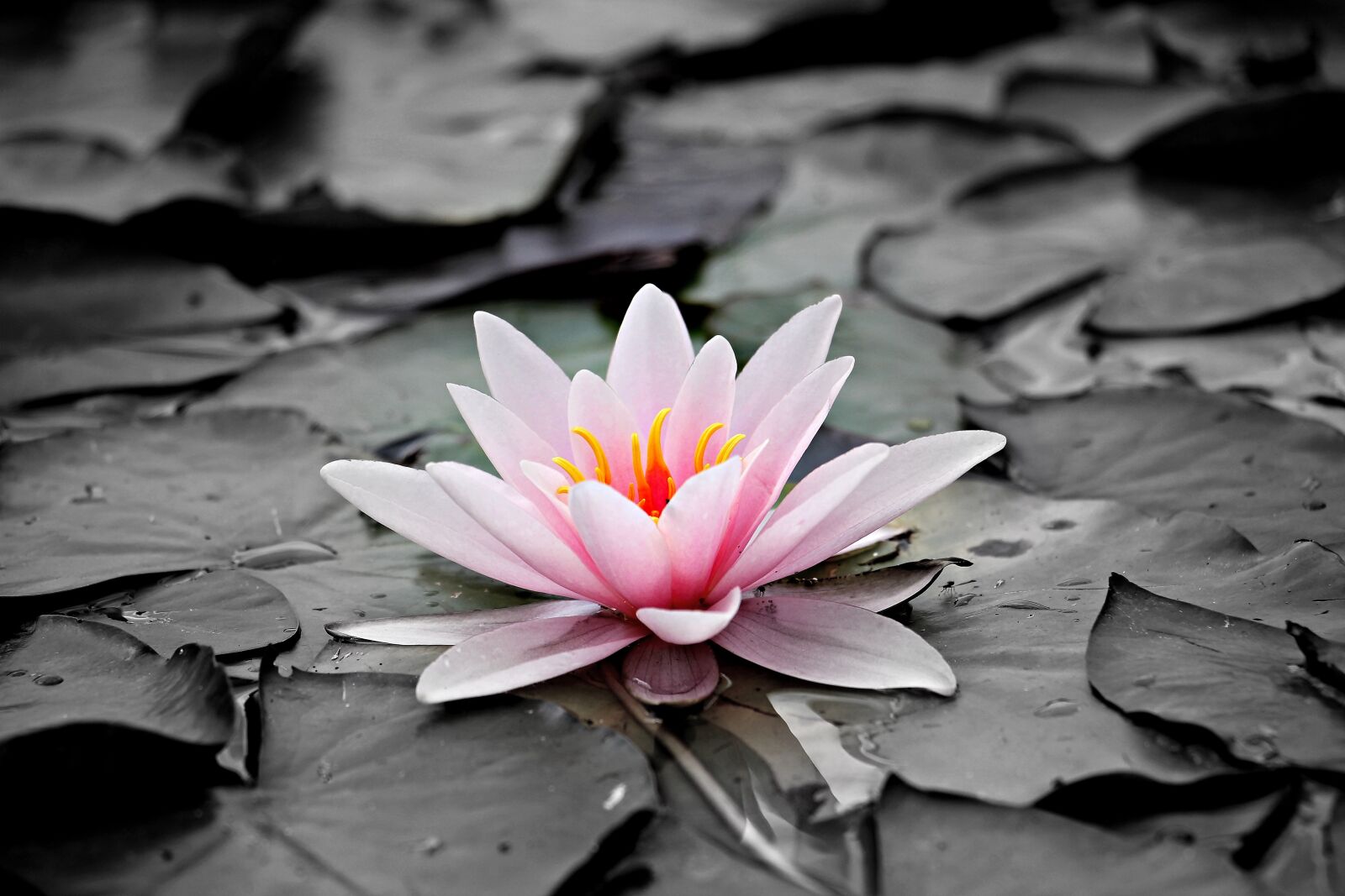 Canon EOS 550D (EOS Rebel T2i / EOS Kiss X4) sample photo. Water lily, pink, aquatic photography