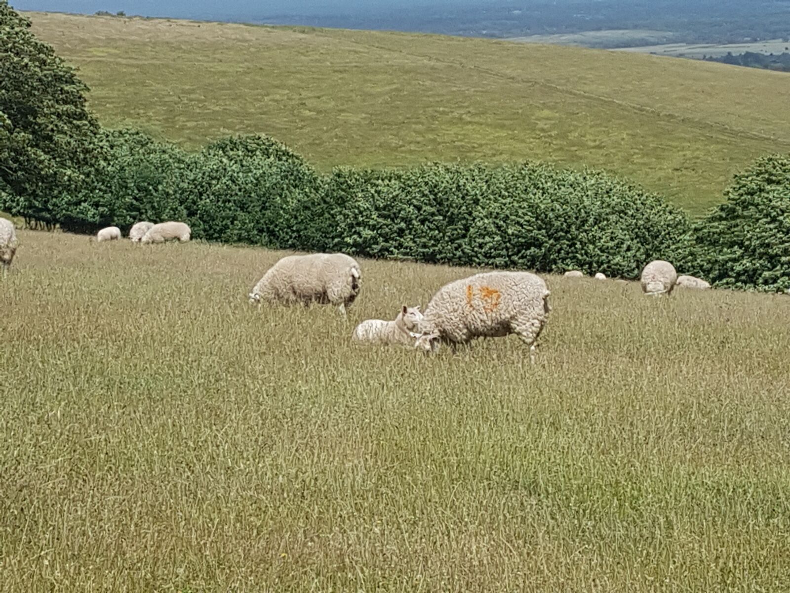 Samsung Galaxy S7 sample photo. Sheep, nature, hills photography