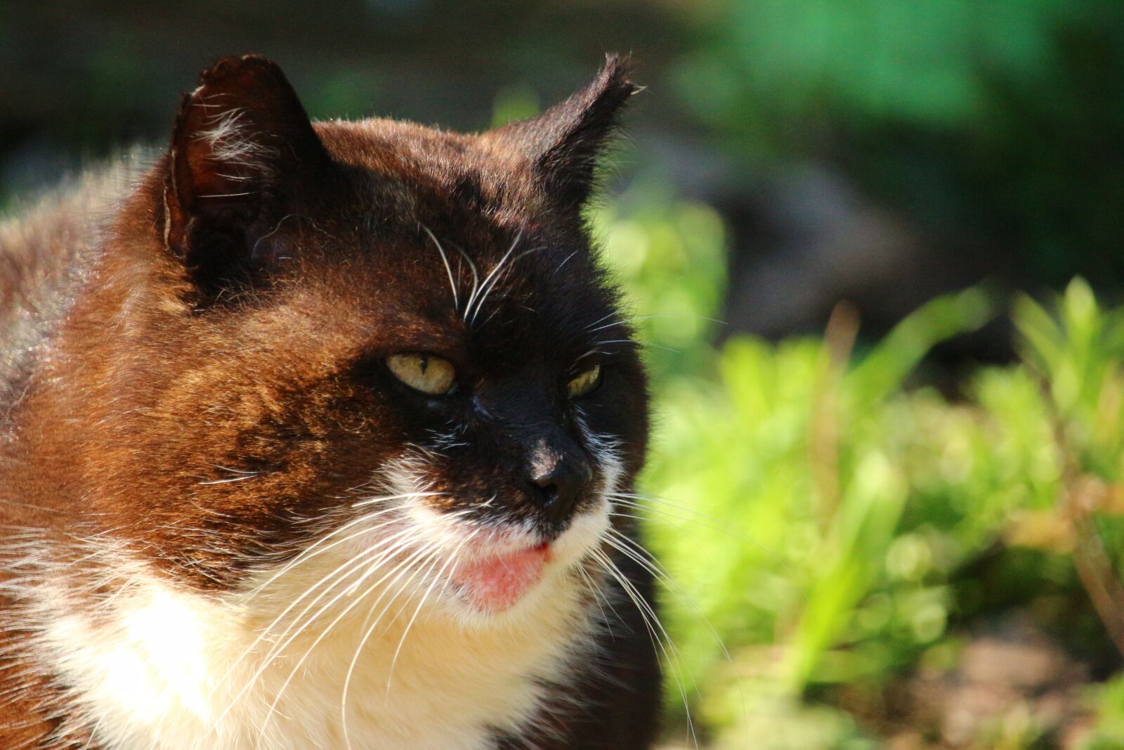 Canon EOS 100D (EOS Rebel SL1 / EOS Kiss X7) sample photo. Cat, mieze, domestic cat photography