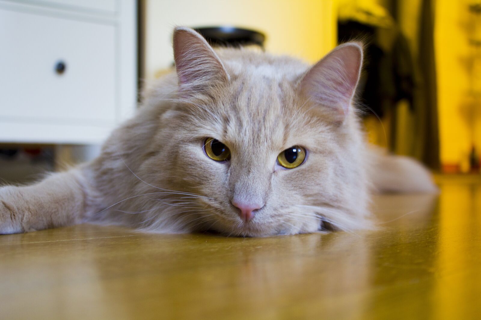 Canon EF-S 18-55mm F3.5-5.6 IS sample photo. Cat, long-haired, yellow photography