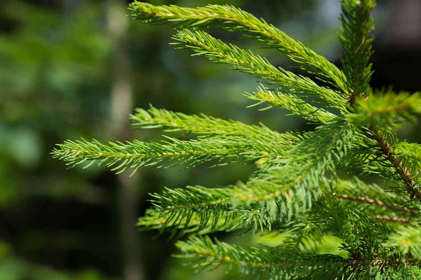 Nikon D7100 sample photo. Conifer, branch, needles photography