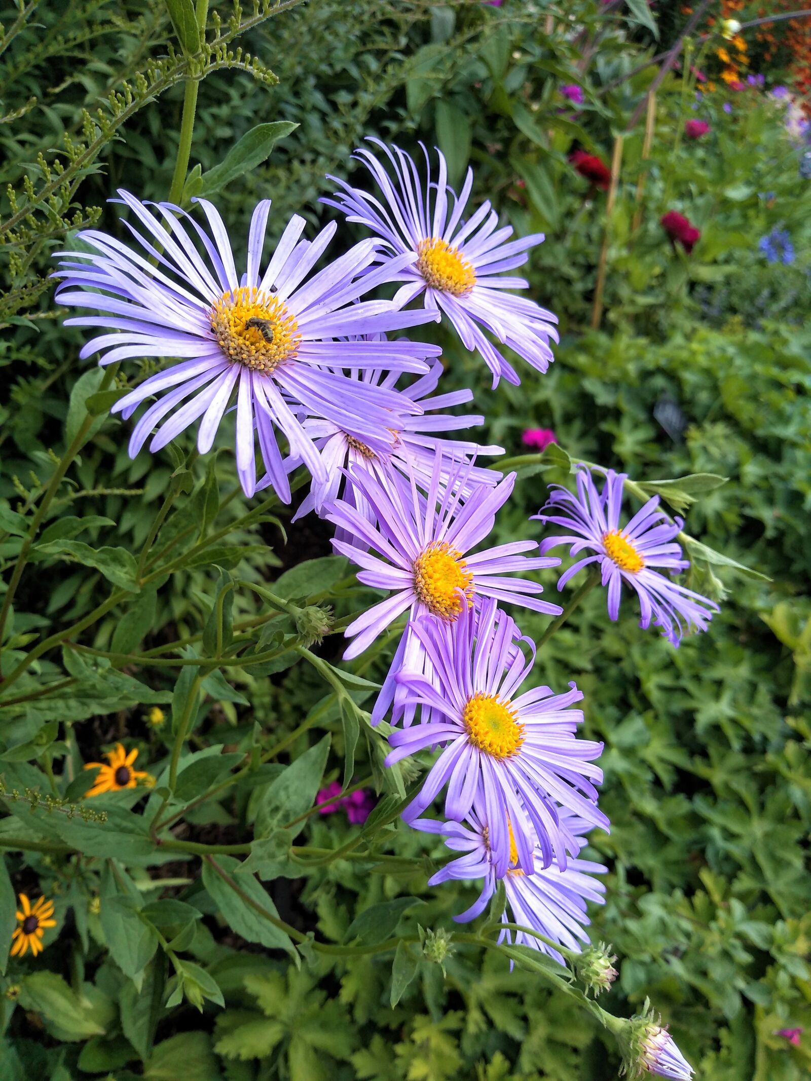 Motorola moto g(6) play sample photo. Daisy, daisies, purple photography