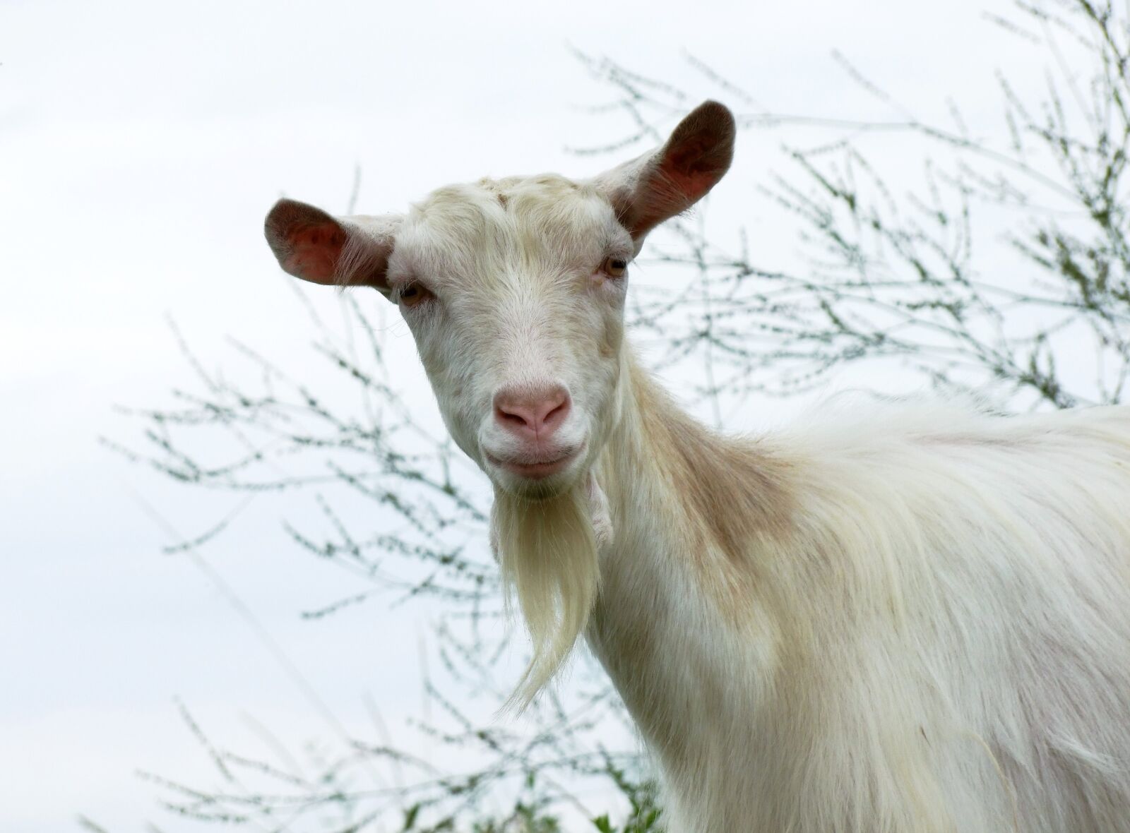 Fujifilm FinePix S100fs sample photo. Goat, white, bearded photography